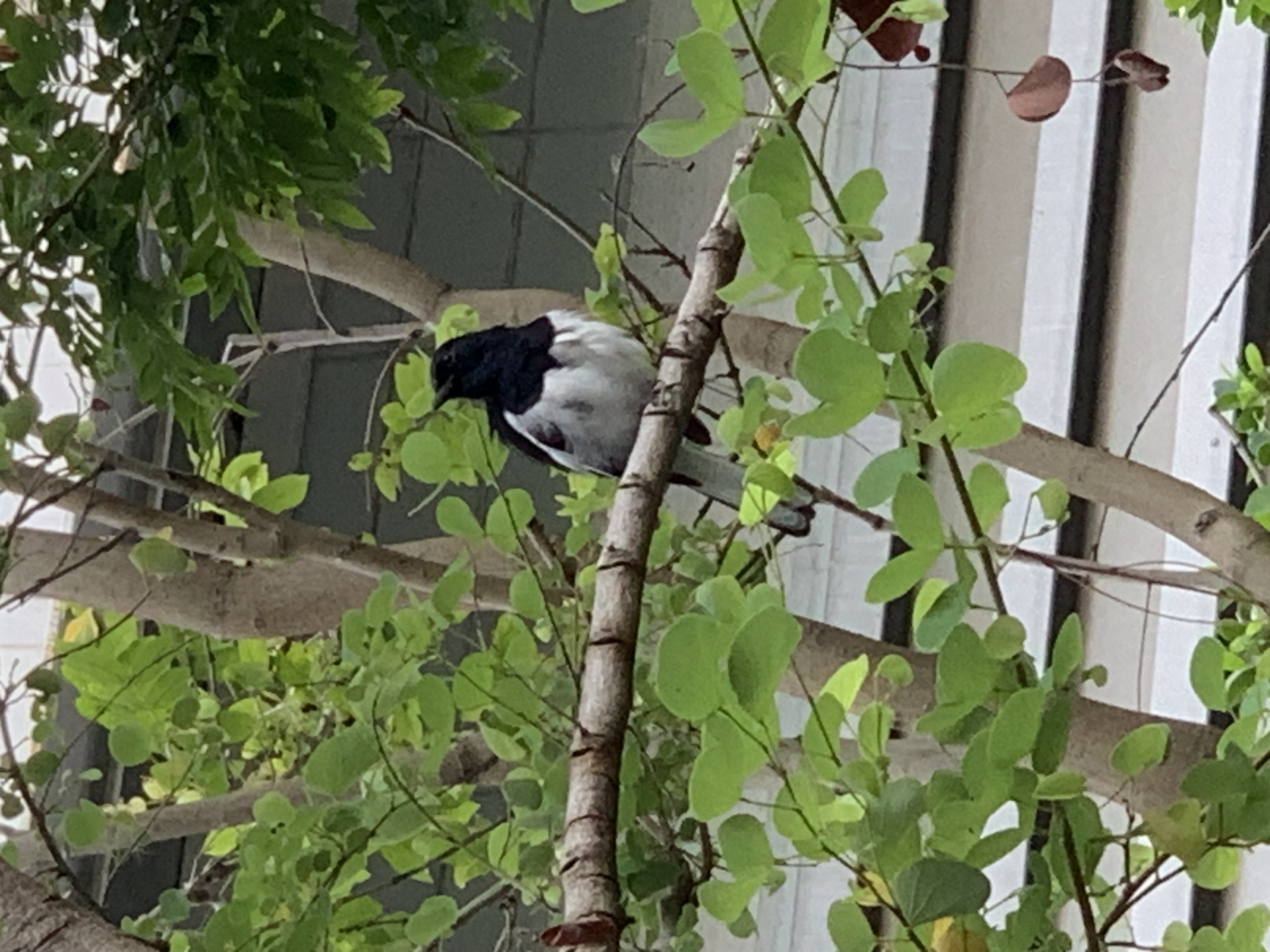 bird1.jpg