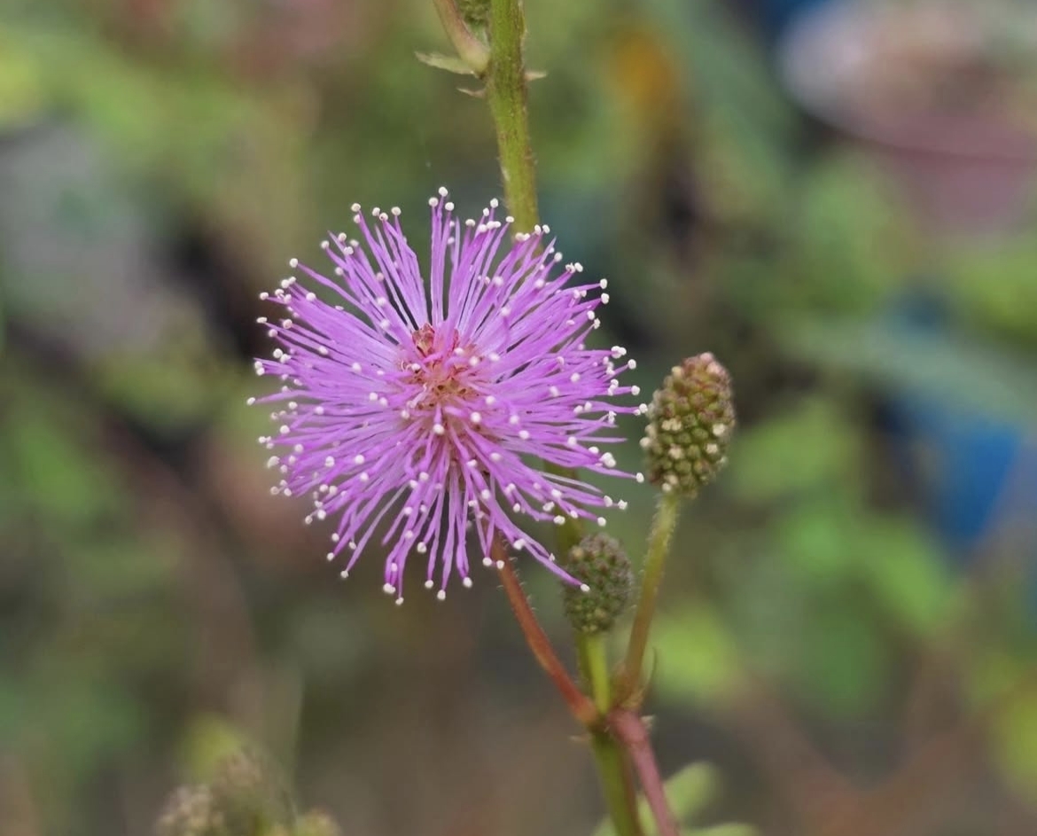 Mimosa Pudica: The Fascinating Touch-Me-Not Plant of Nature