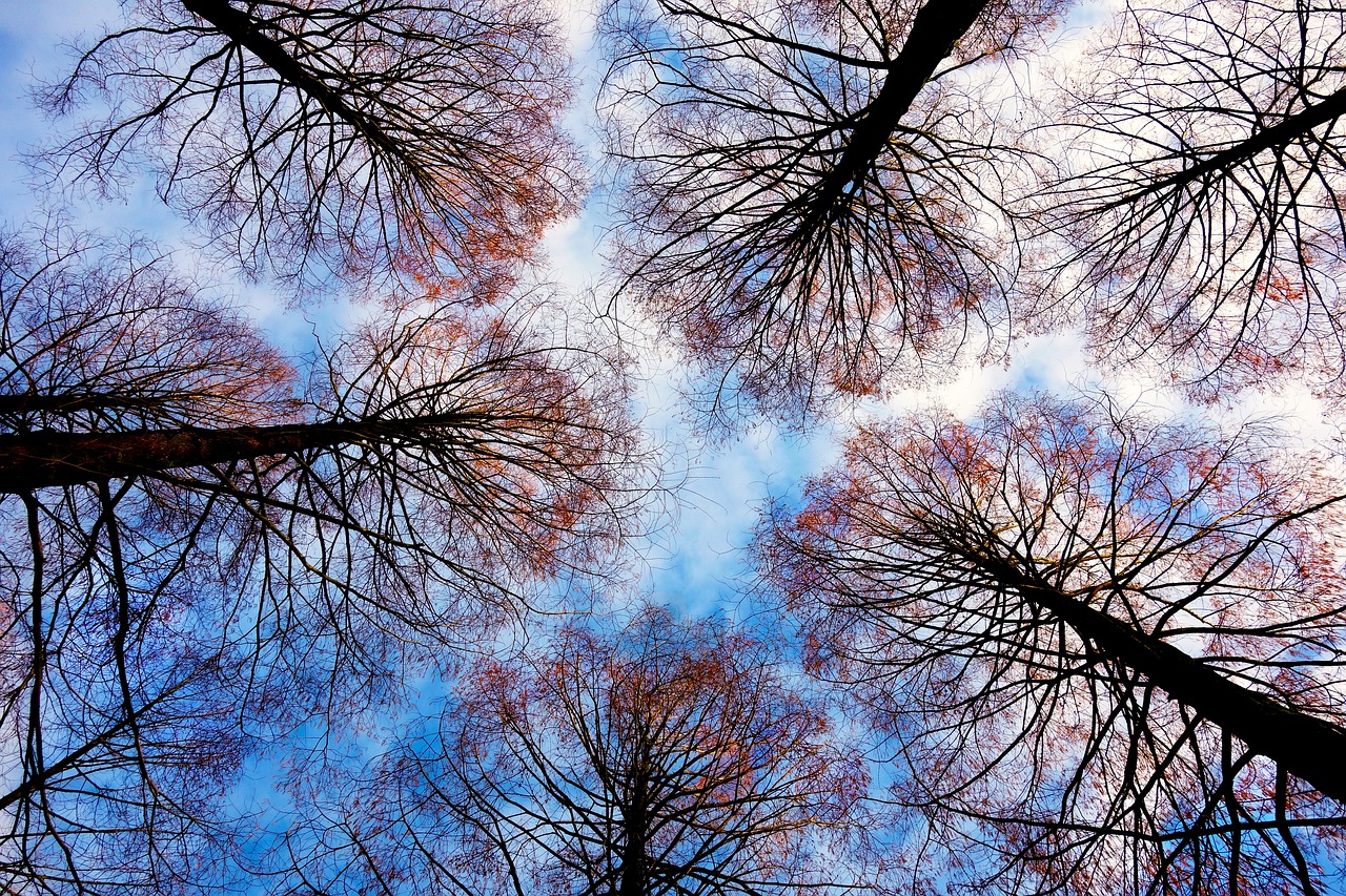tree-tops-2991743_1280.jpg