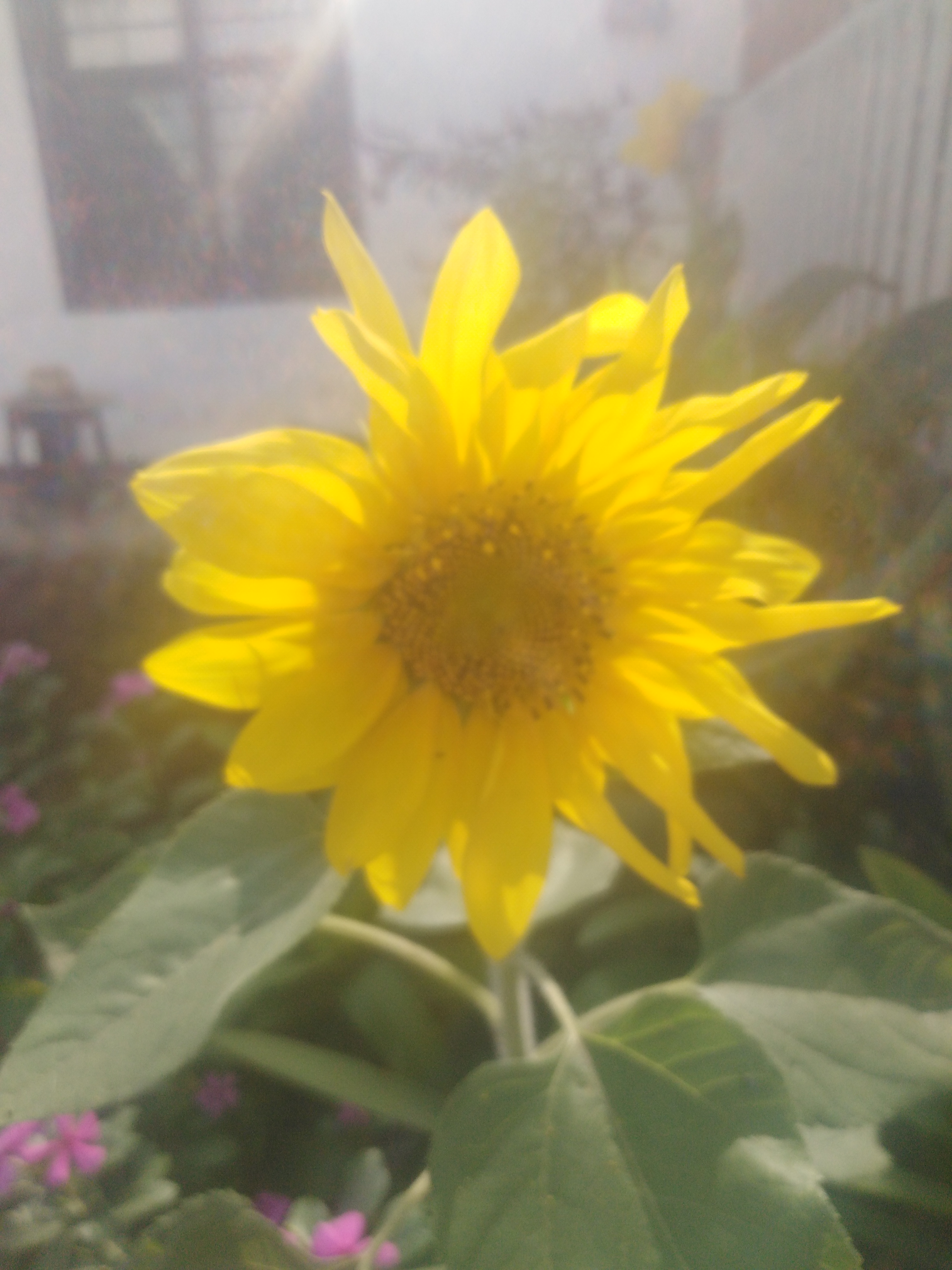 IMG_20210625_152111.jpg
