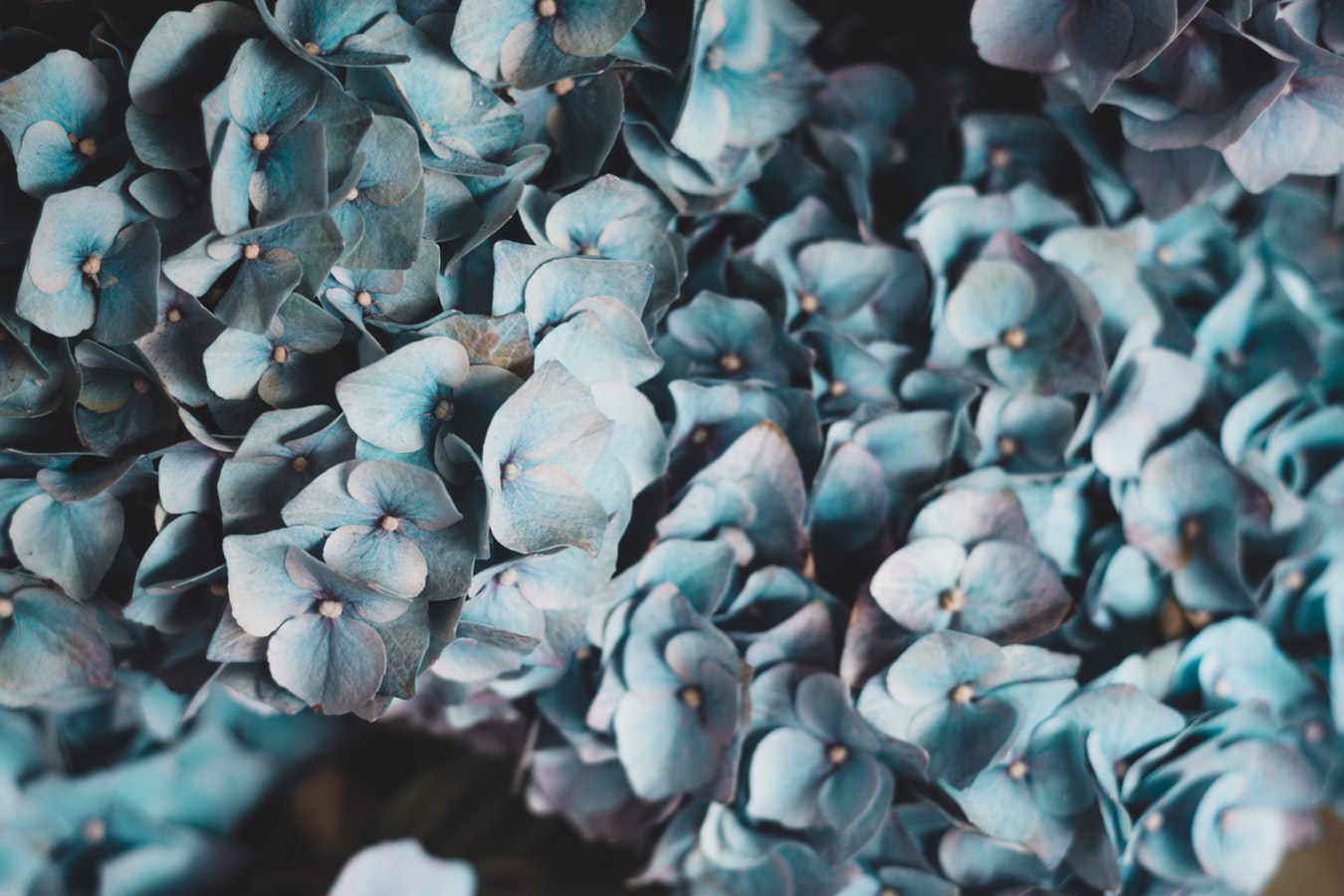 blue flowers.jpeg