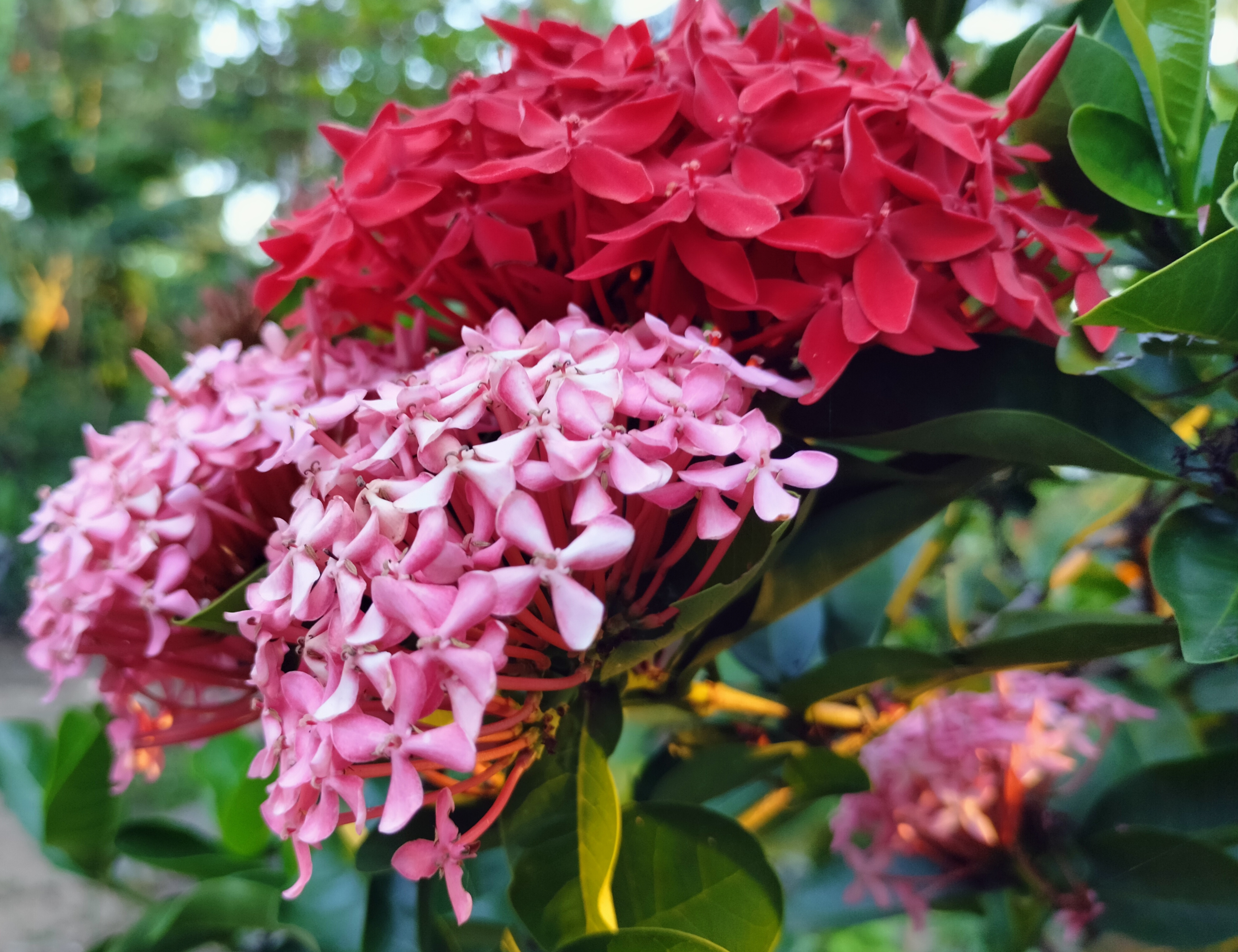 IMG_20210624_201149.jpg