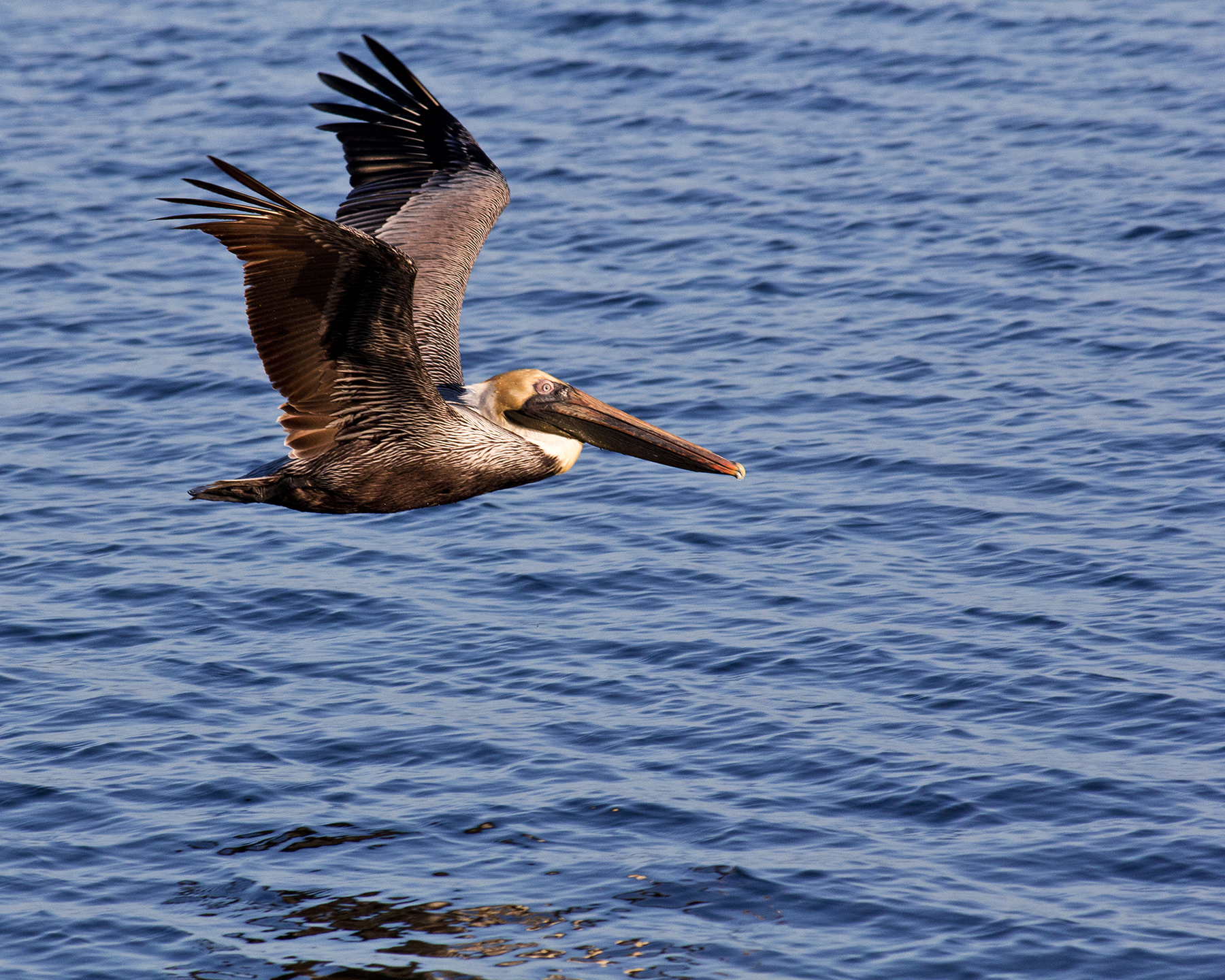 PelicanInFlight (2018_06_23 17_52_01 UTC).jpg