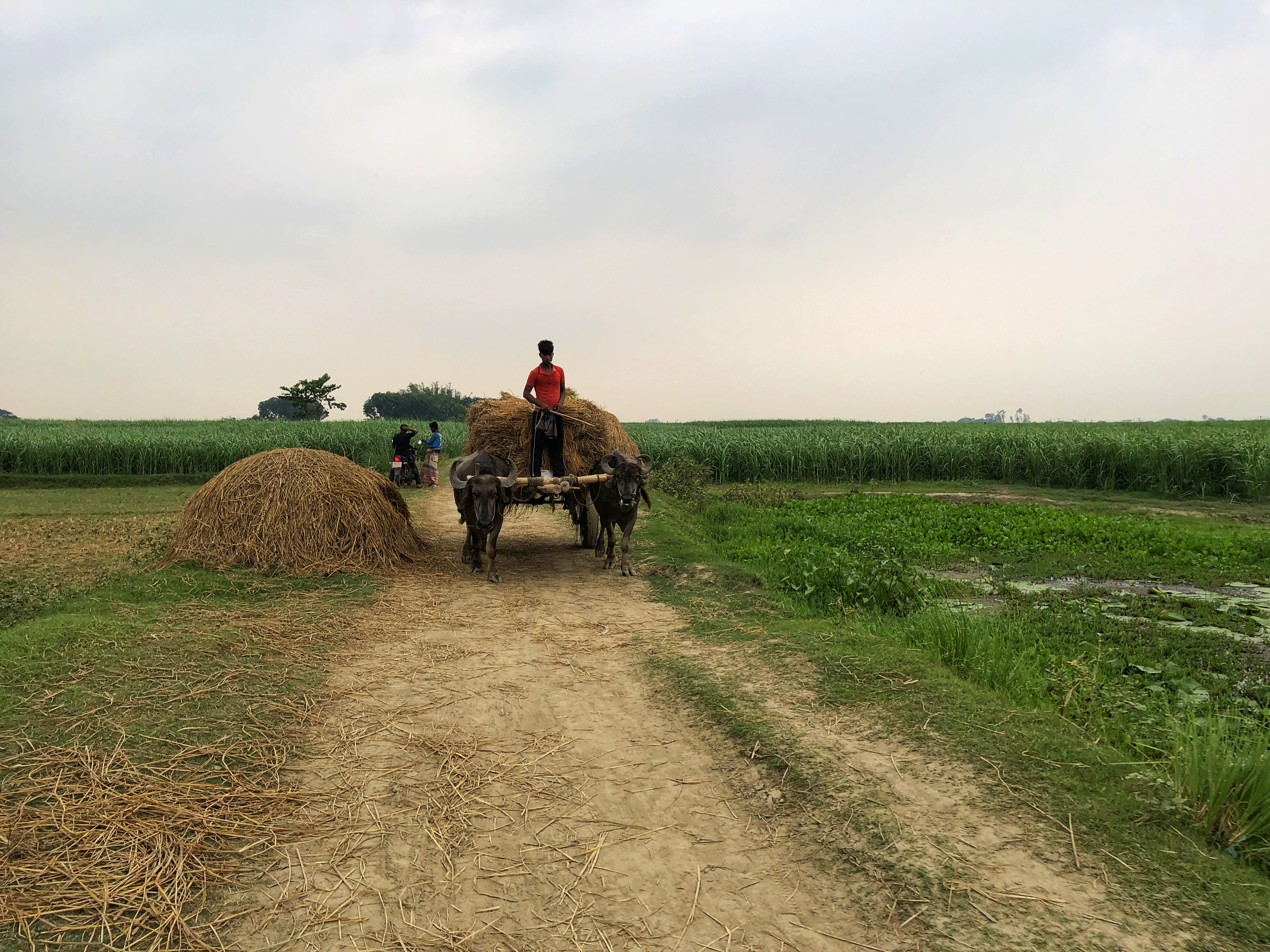সবুজে ঘেরা গ্রামের গল্প পর্ব-৬৬