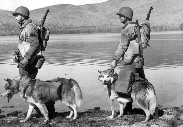 Army dog husky pic 11.jpg