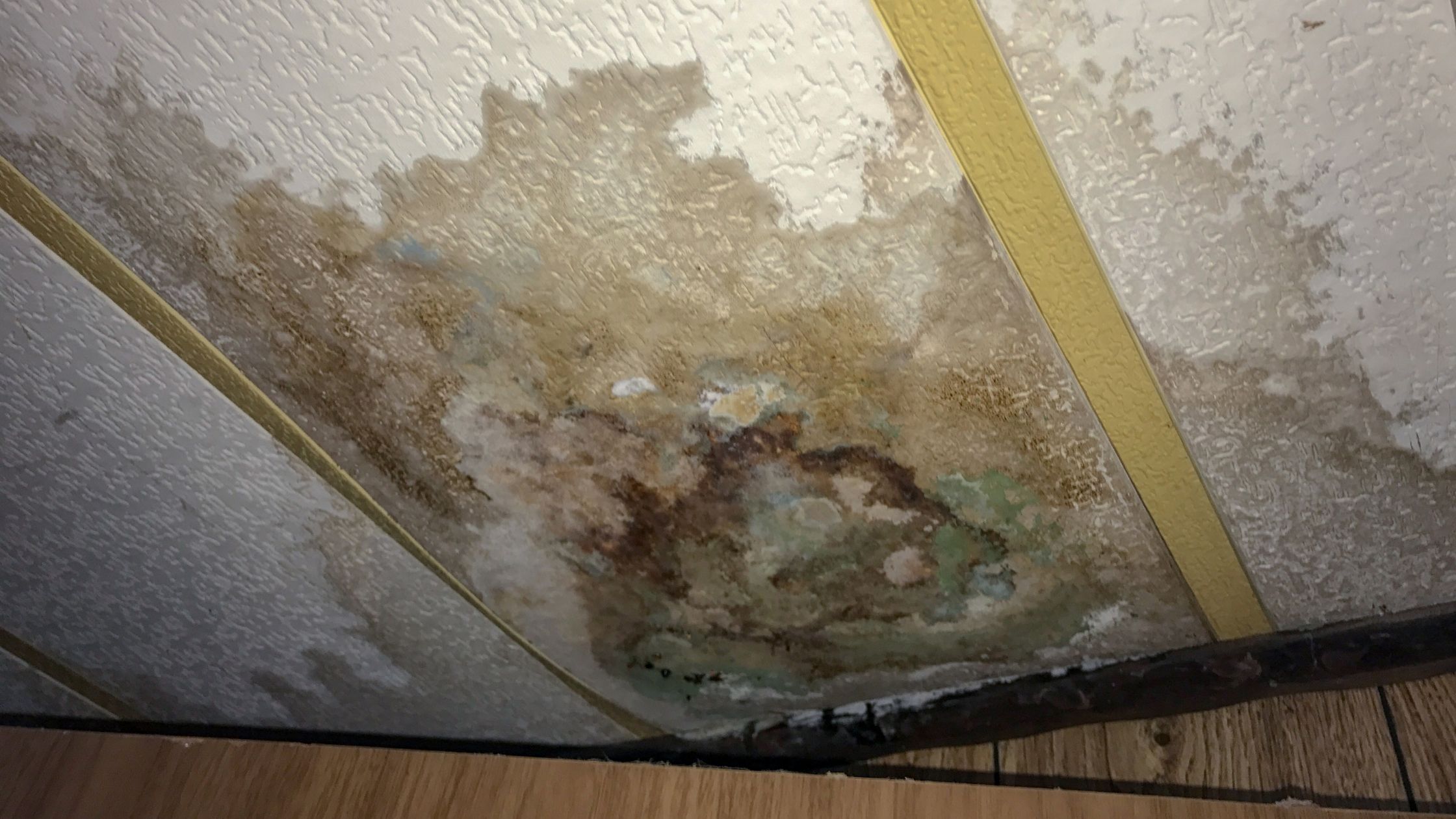 top-4-types-of-mold-to-look-out-for-after-water-damage.jpg