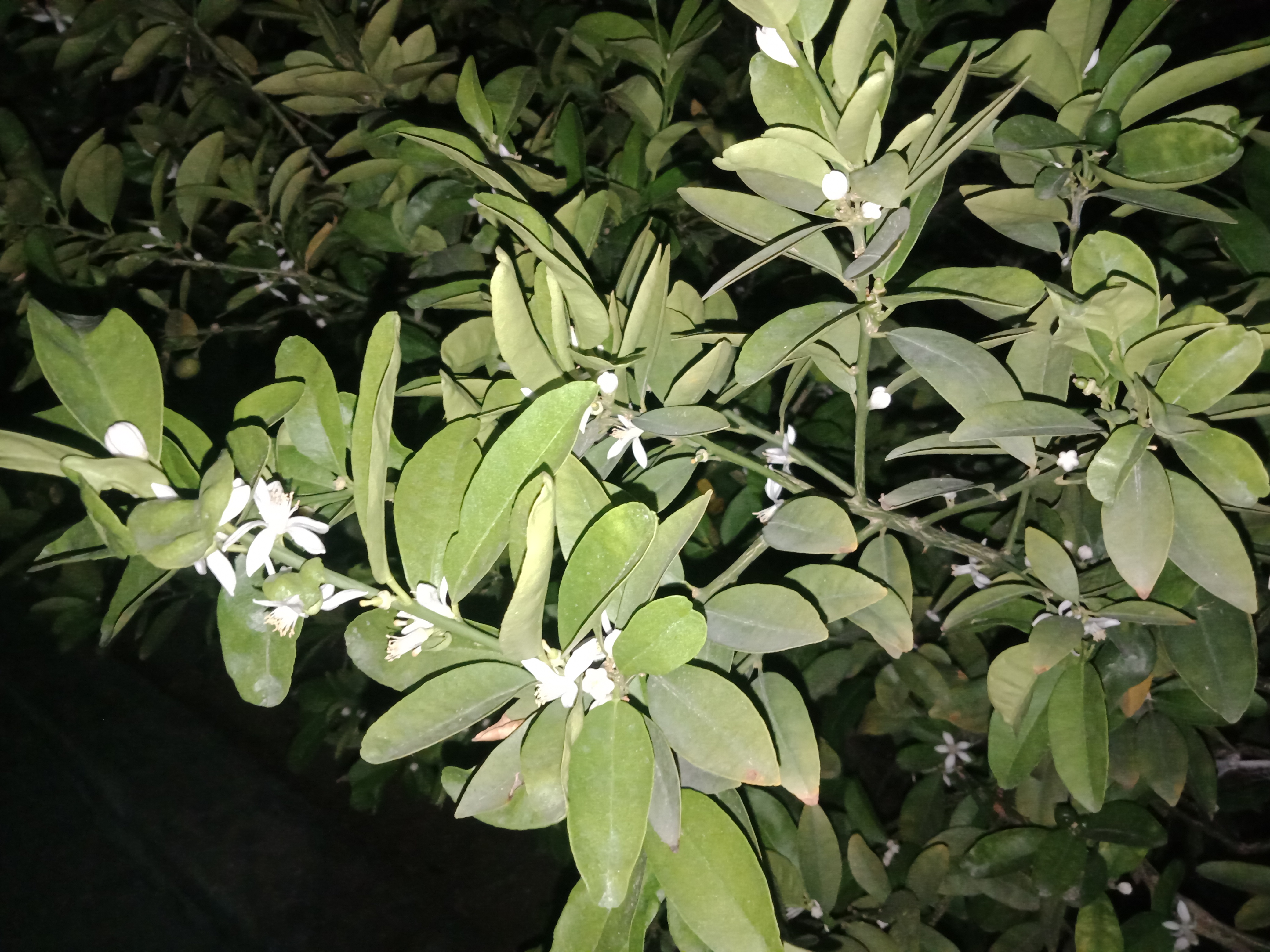 IMG20210910211320.jpg
