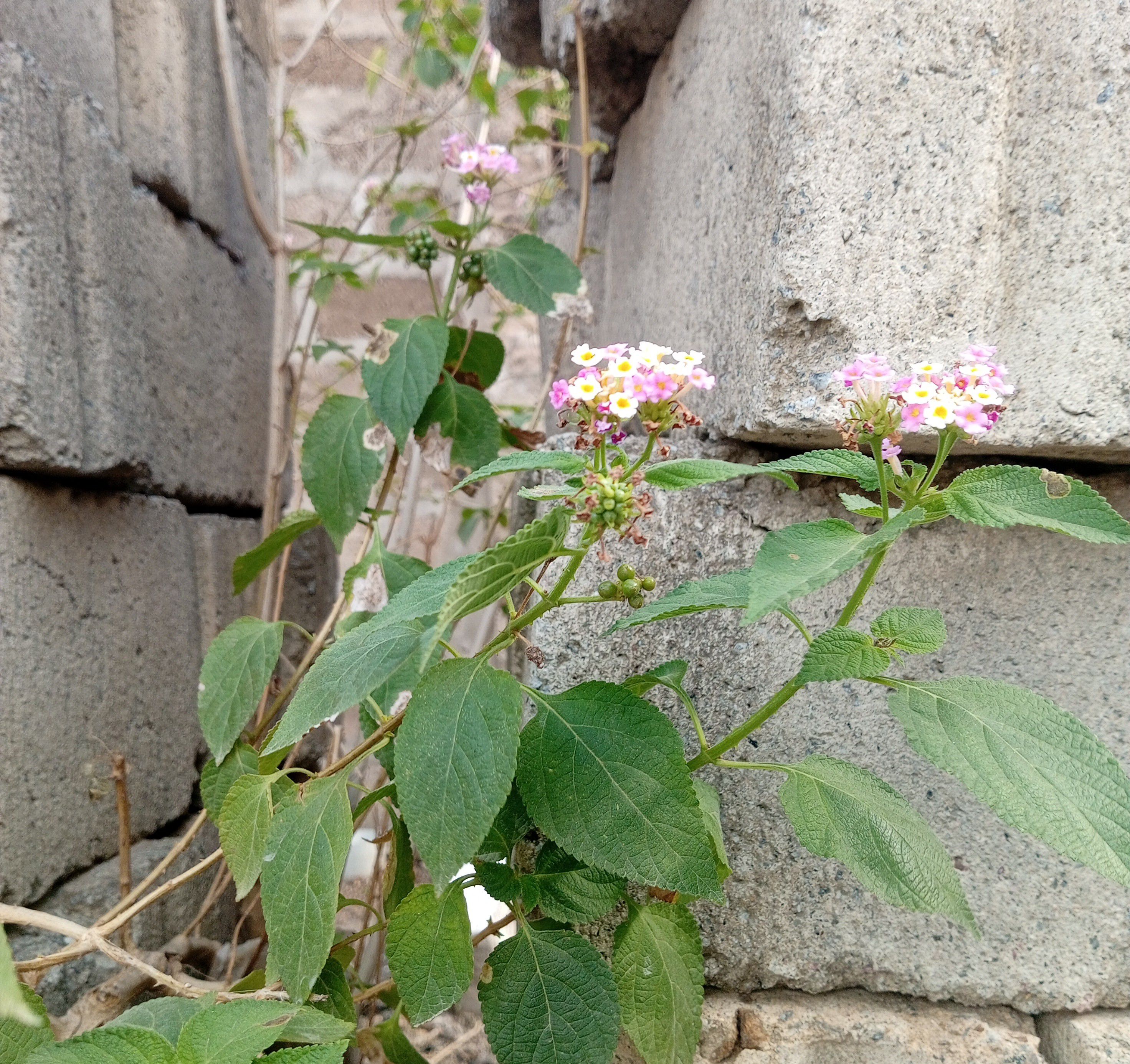 IMG_20260414_082010~3.jpg