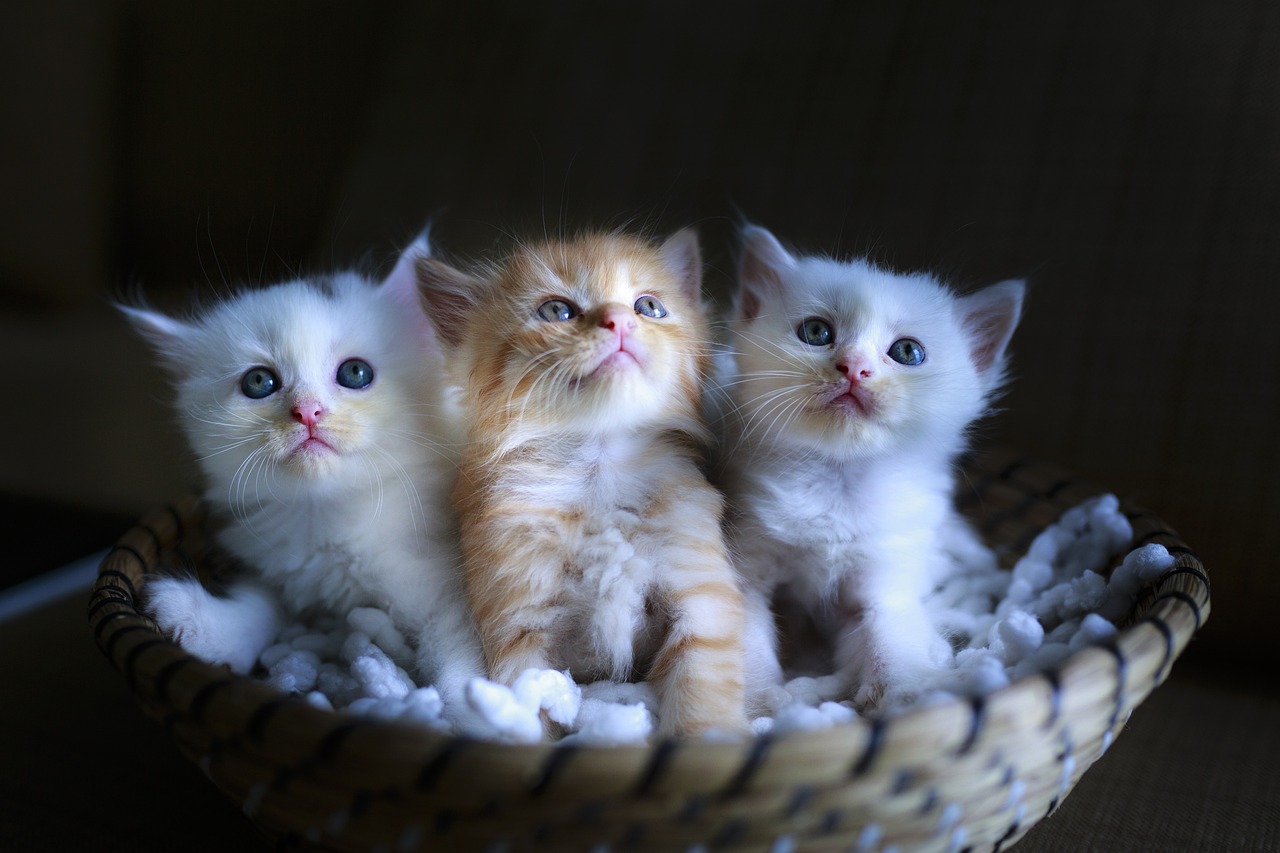 cat (2).jpg