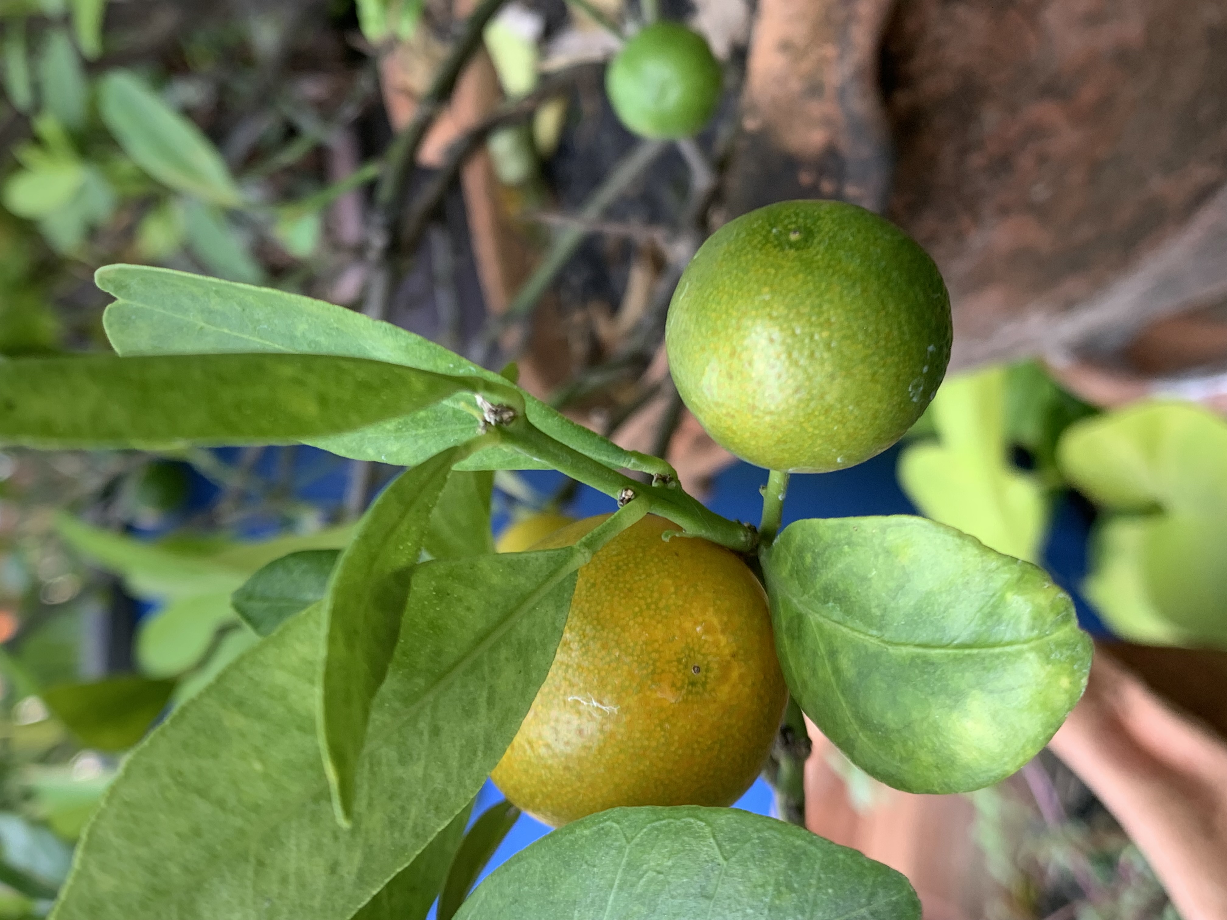 my little garden6.jpg
