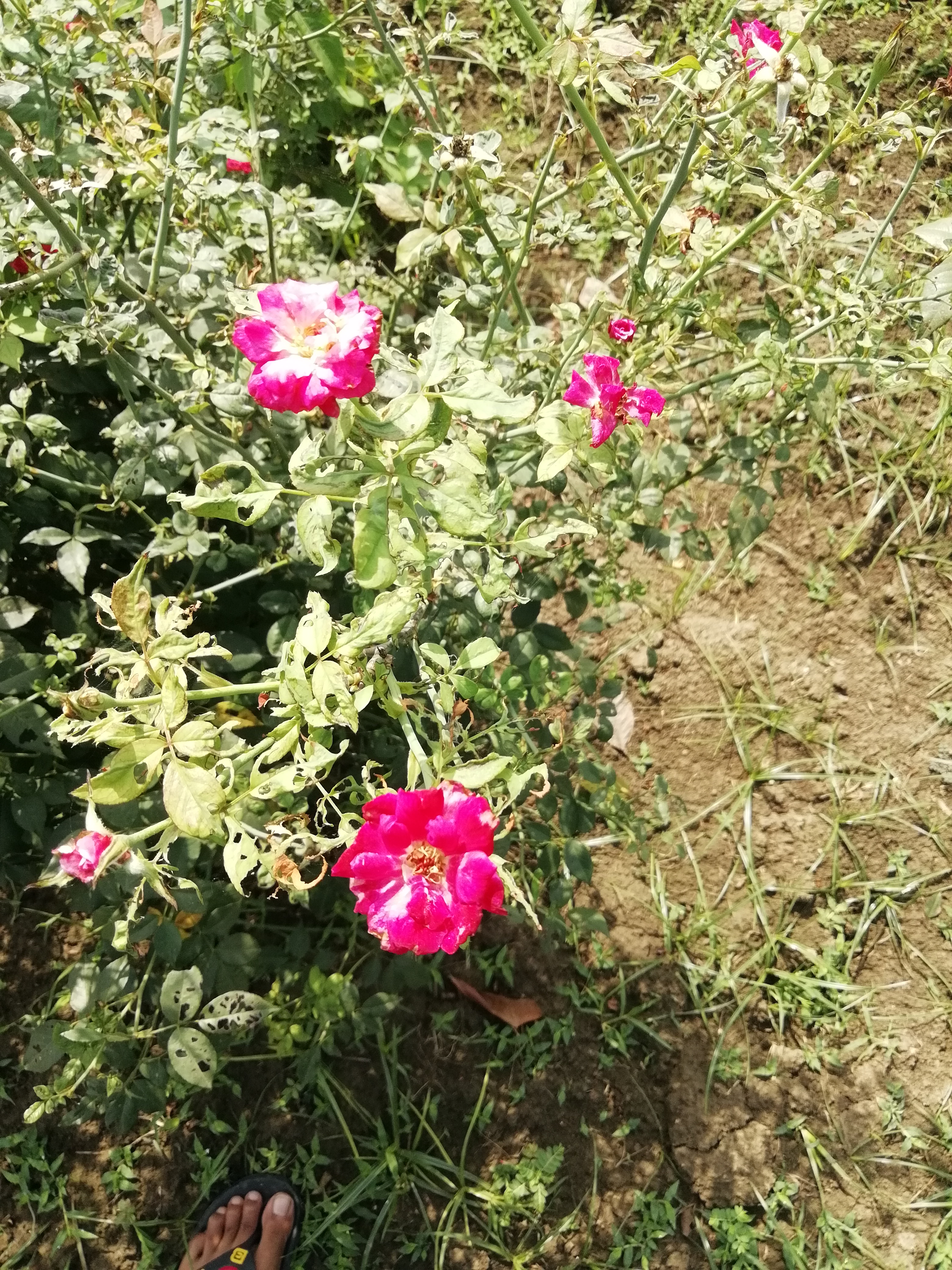 IMG_20220424_093331.jpg