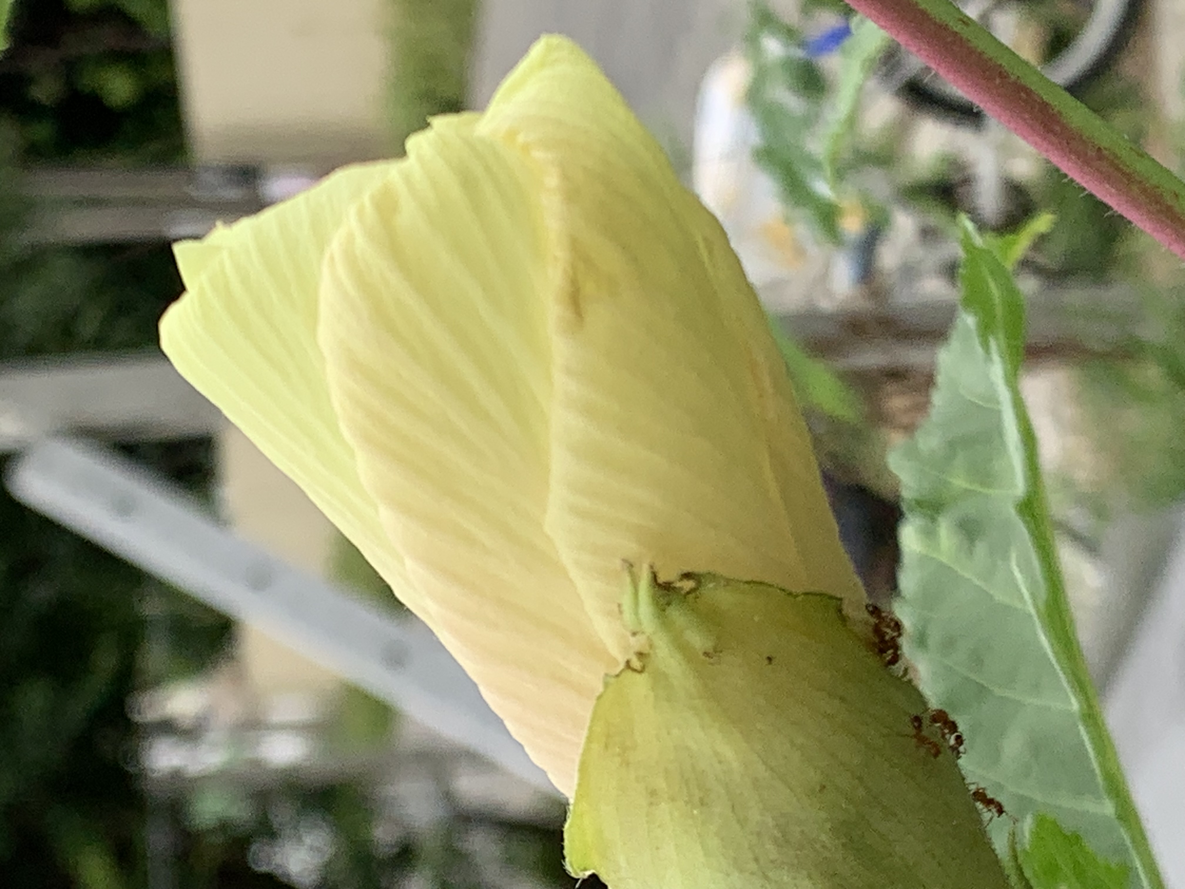 vegetable4.jpg