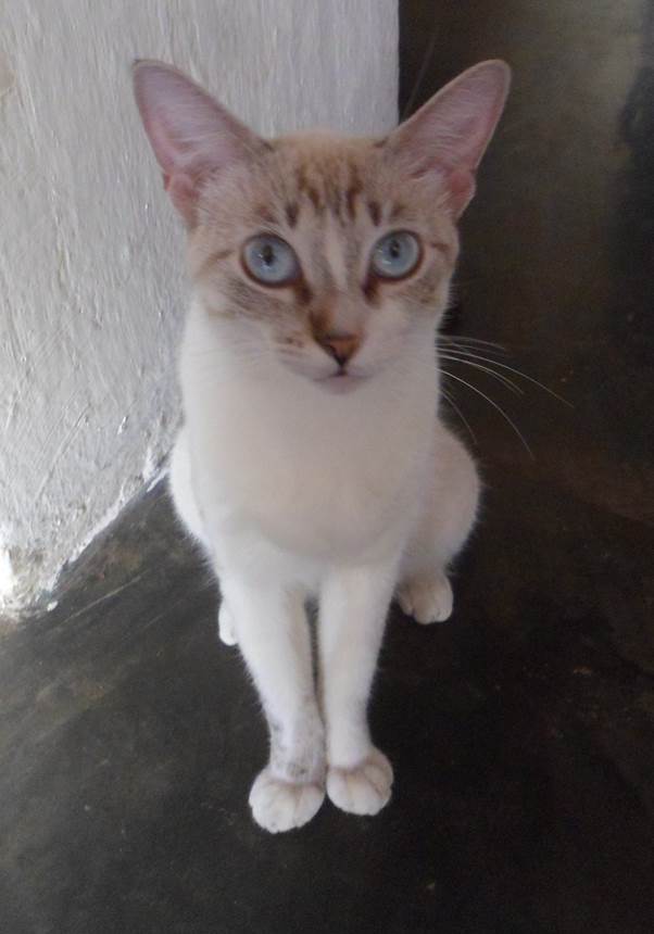 Imagen de Gatito..jpg
