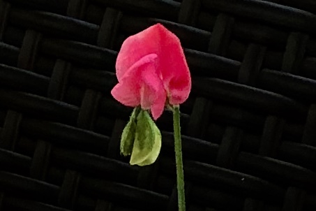 8D735531-DF45-4072-9443-437DBB2368C1.jpeg
