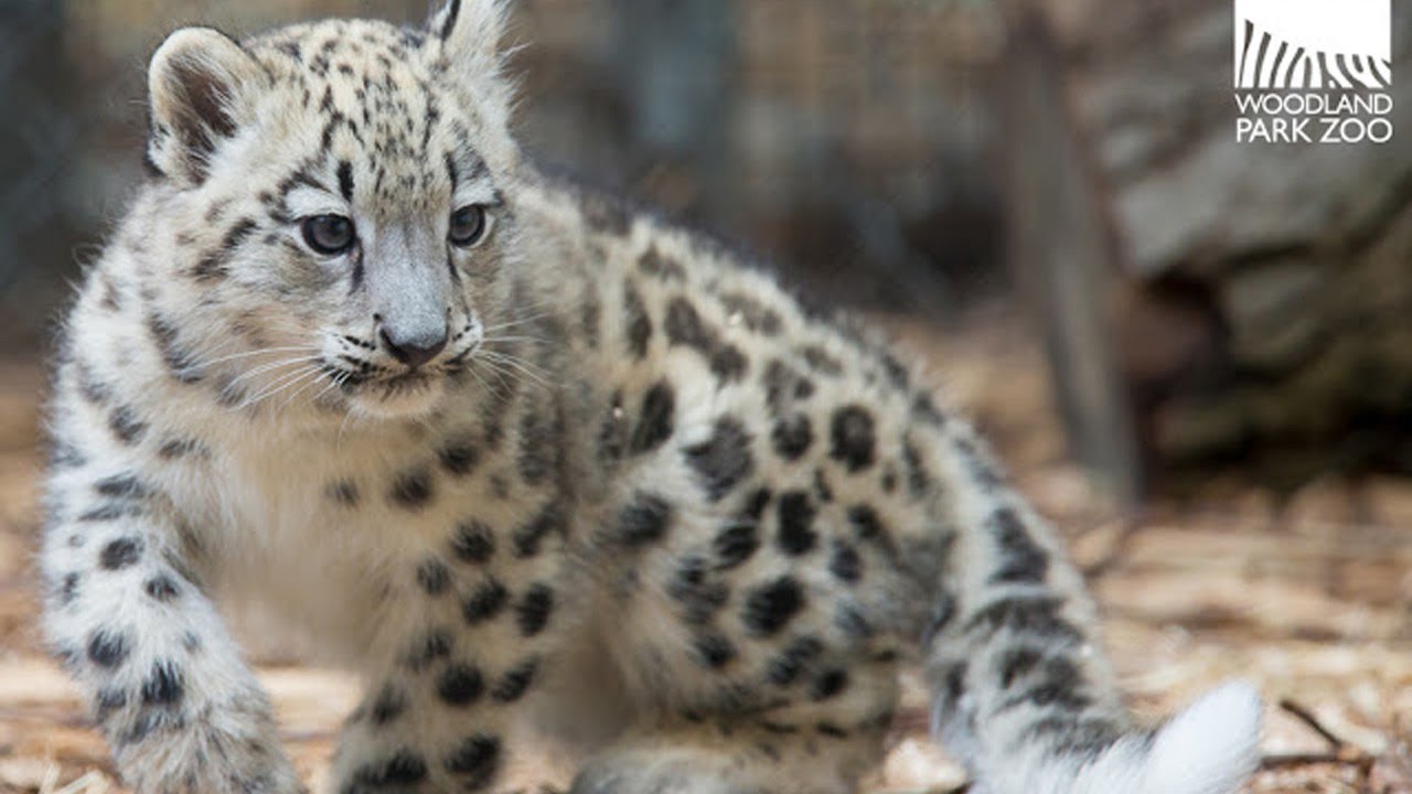 Steemit banner for @leopards