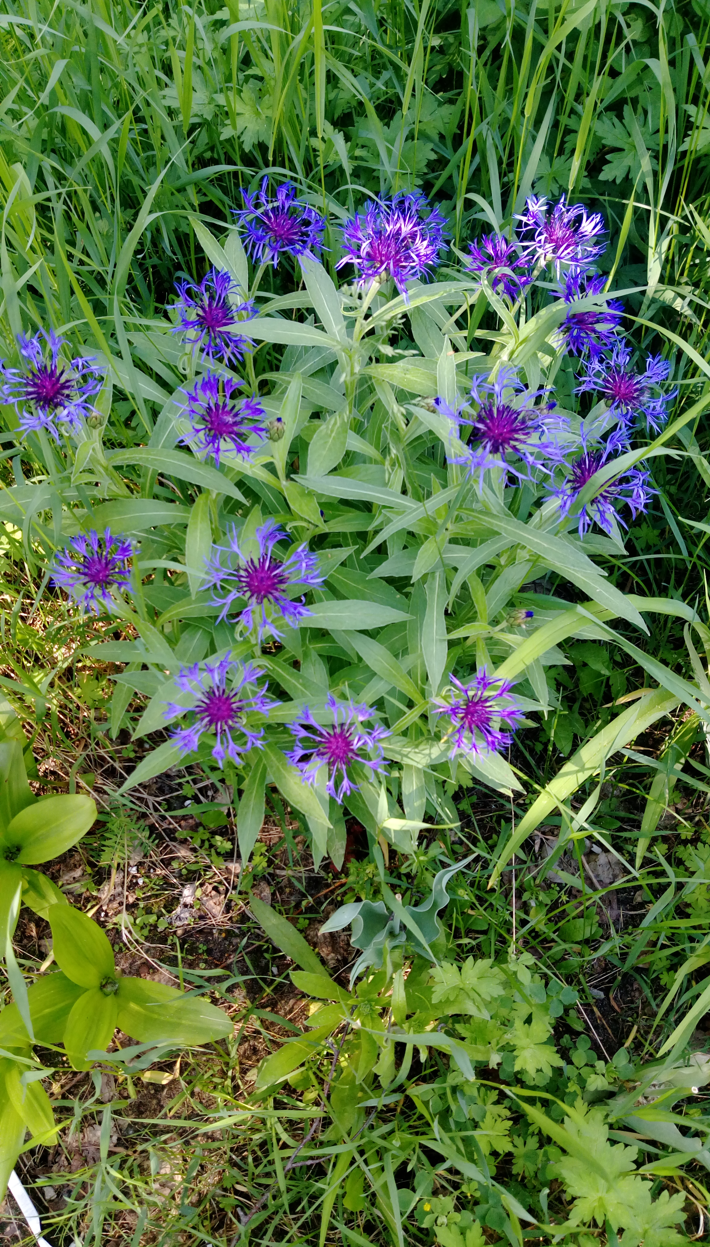 IMAG0146.jpg