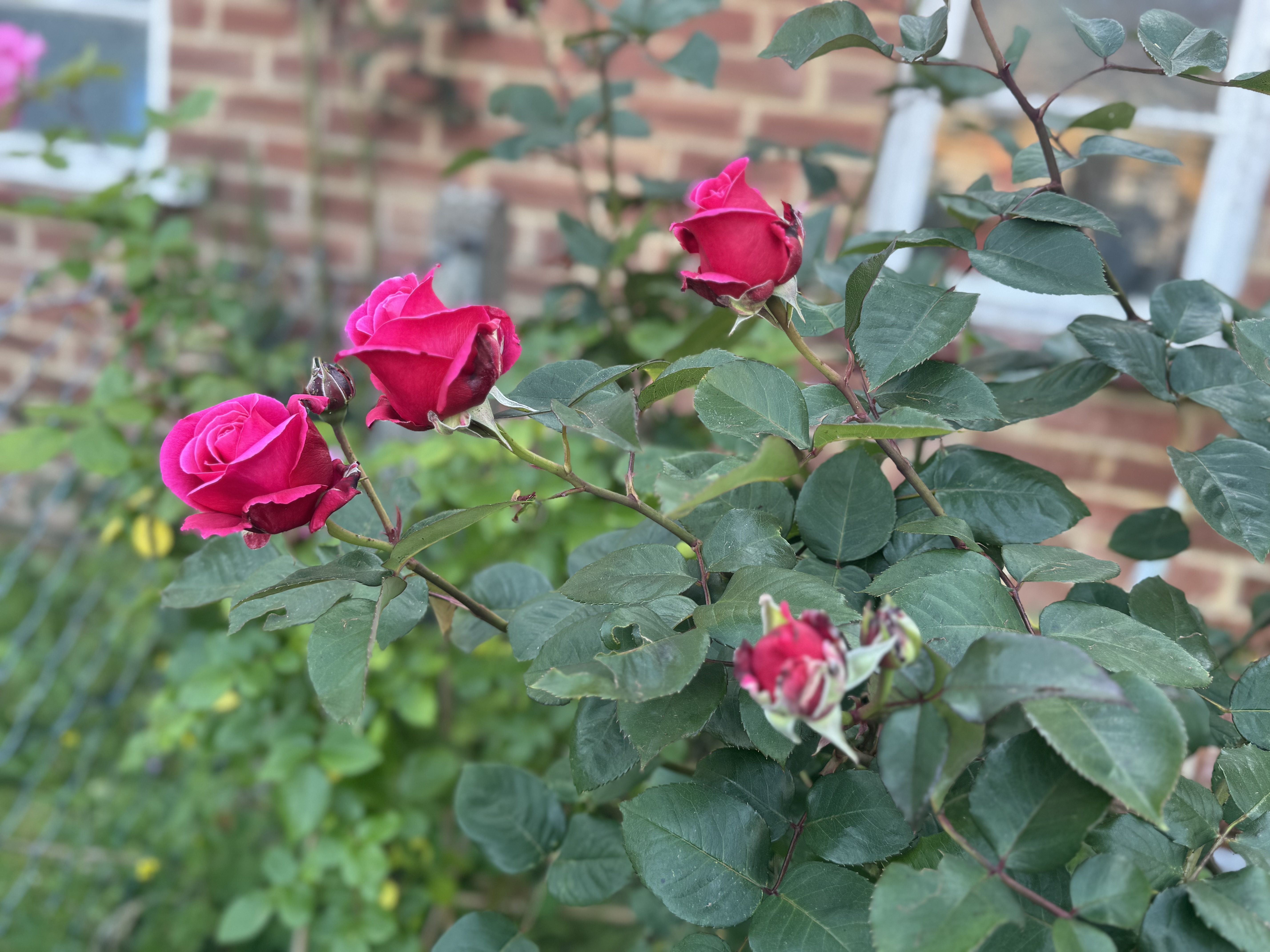 IMG_3170.jpeg