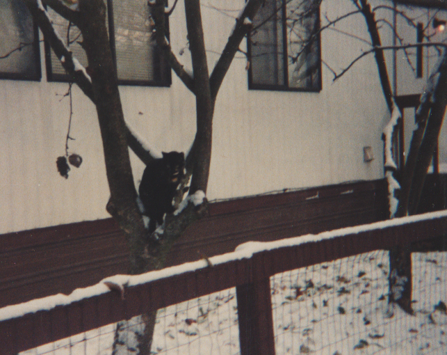 2019-02-18 - Monday - Snow Day 1992-12 & 1990 & maybe 2000 - 12pics & 2copies-05.png