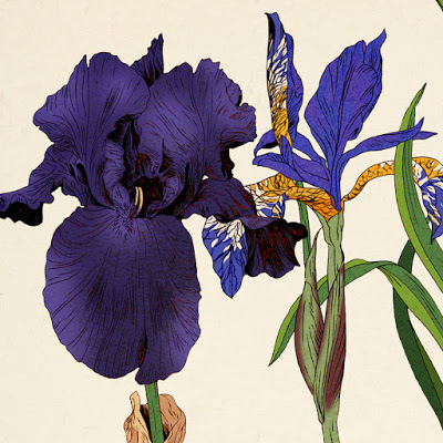 iris HD corrections 2 copie.jpg