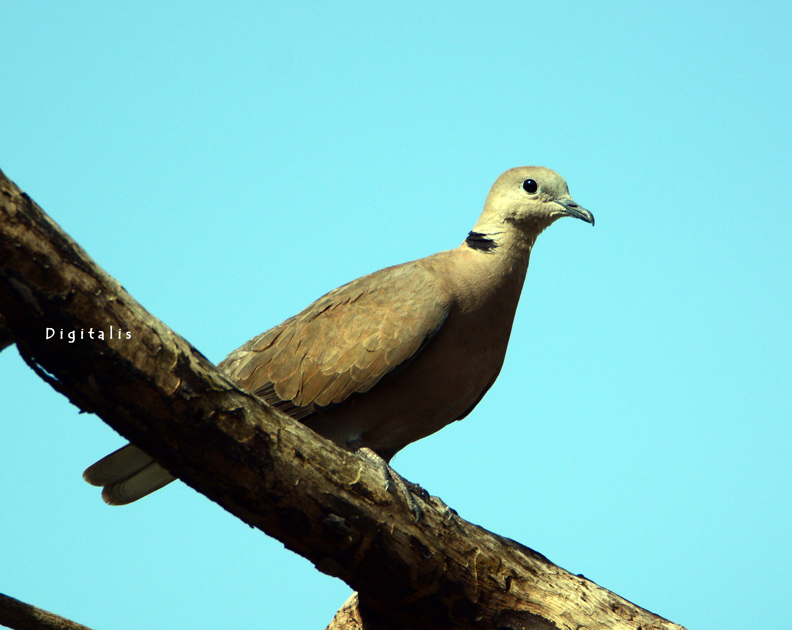 DSC_6670.JPG