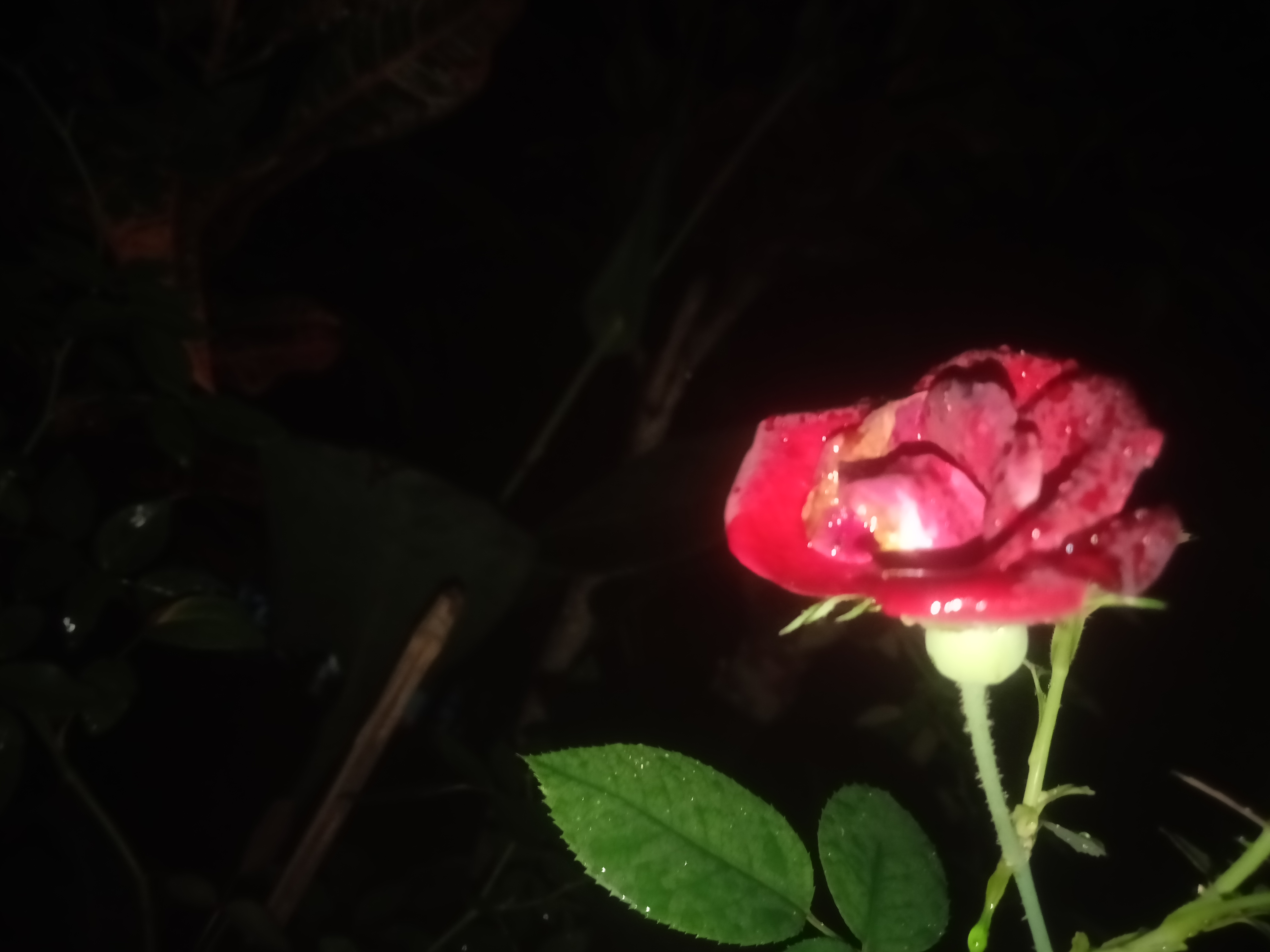 IMG20210626200418.jpg