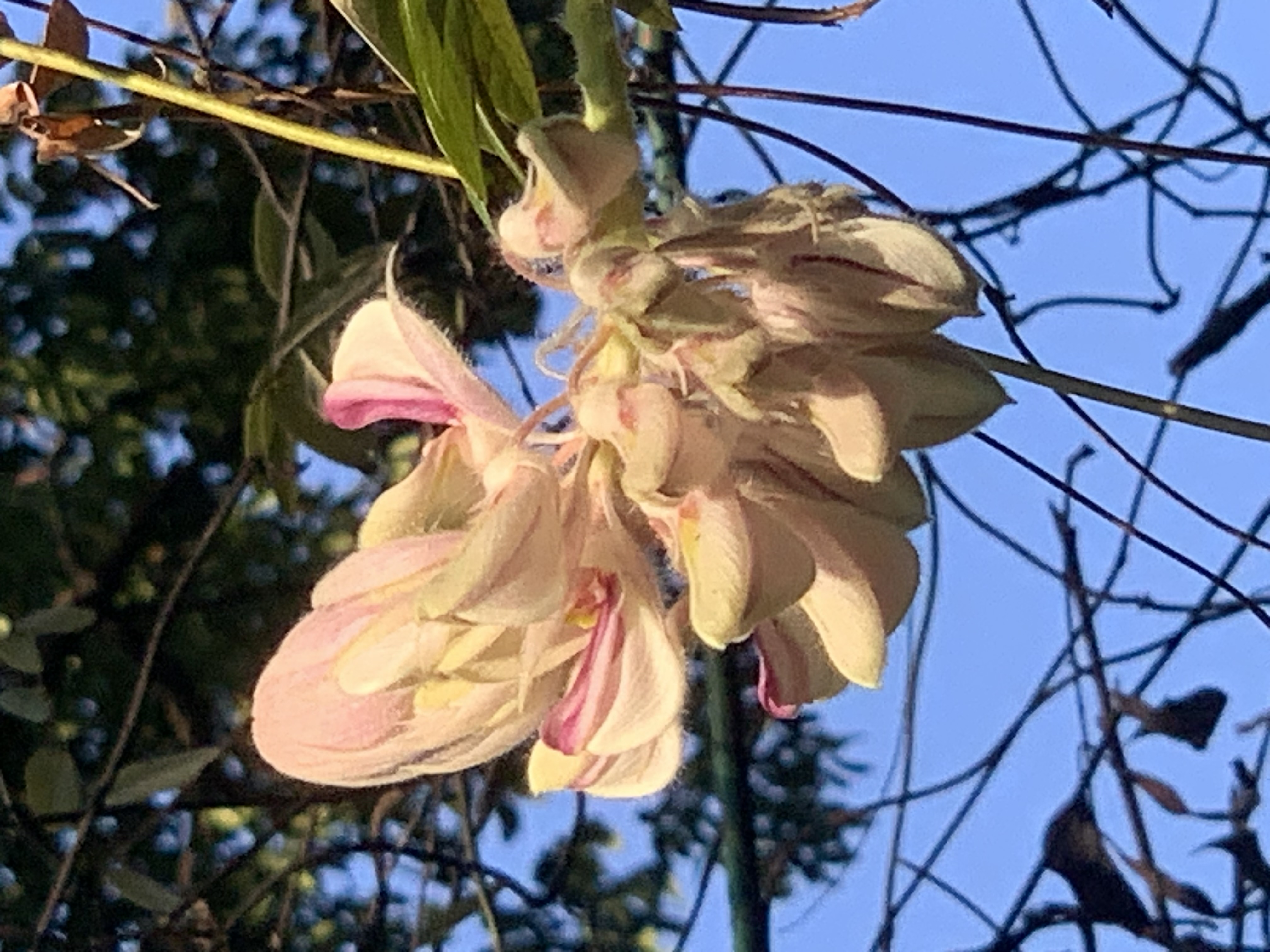 Queen Sirikit Park303.jpg