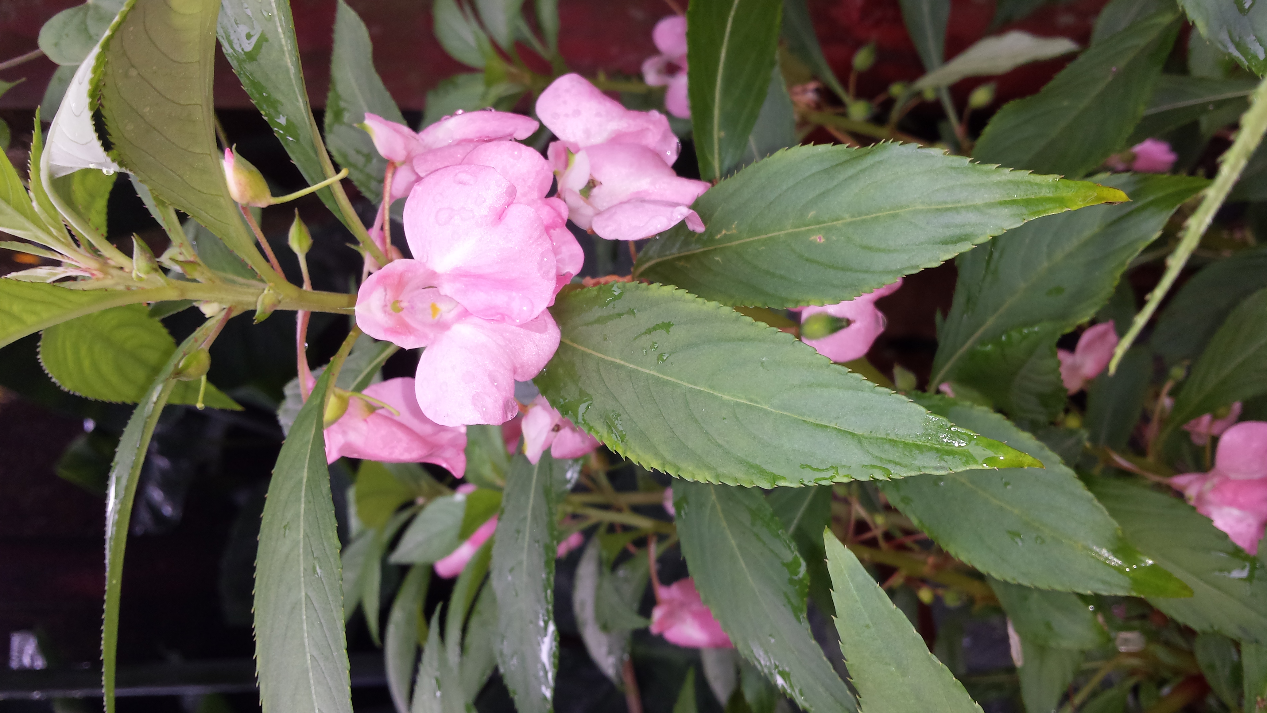 20180616_083541.jpg