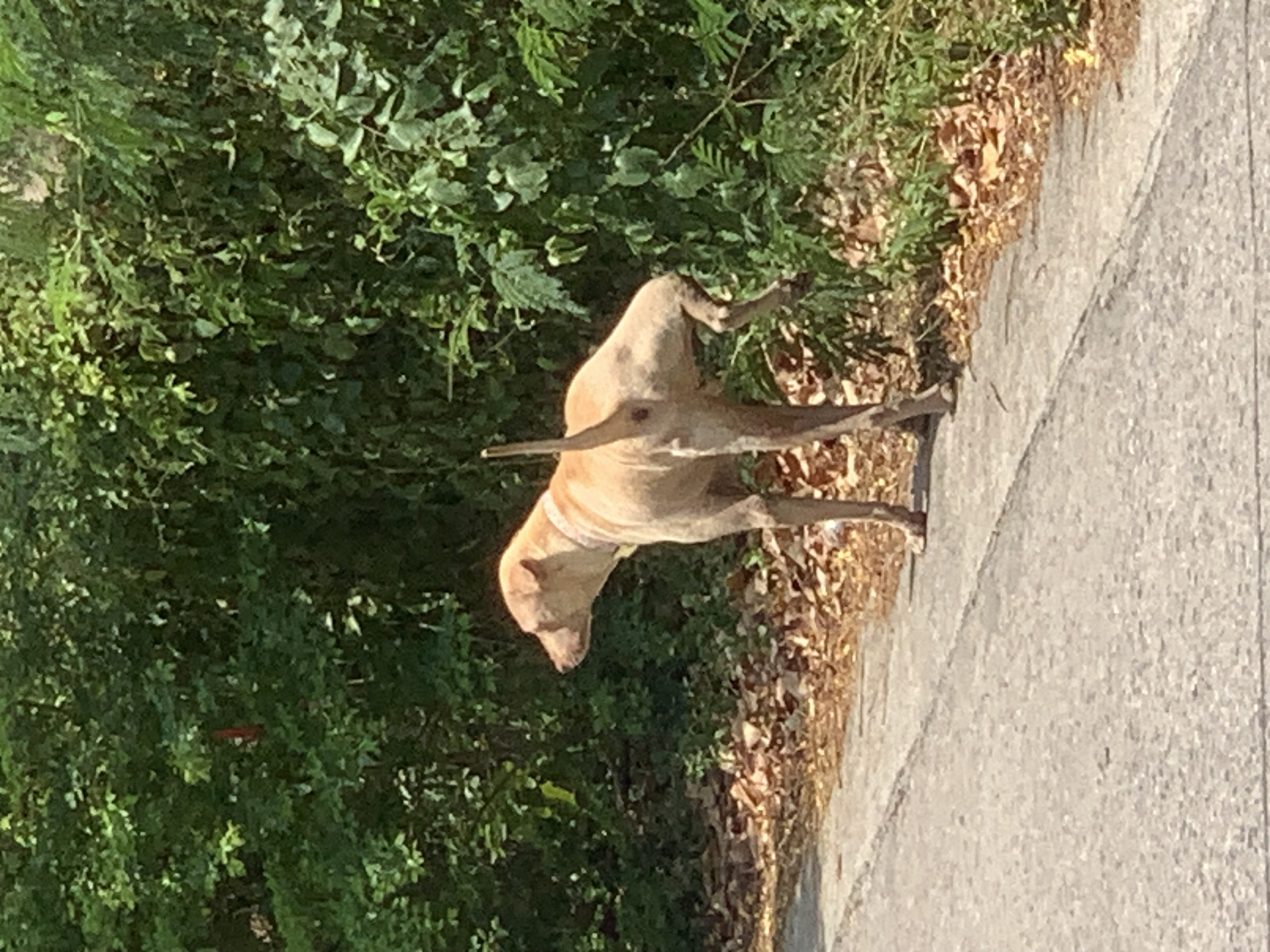 dog3.jpg