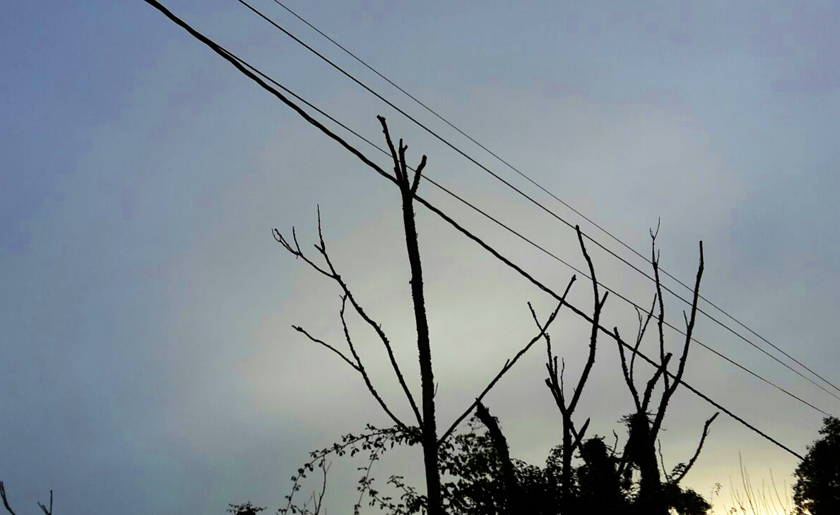 _Leitung_baum.jpg