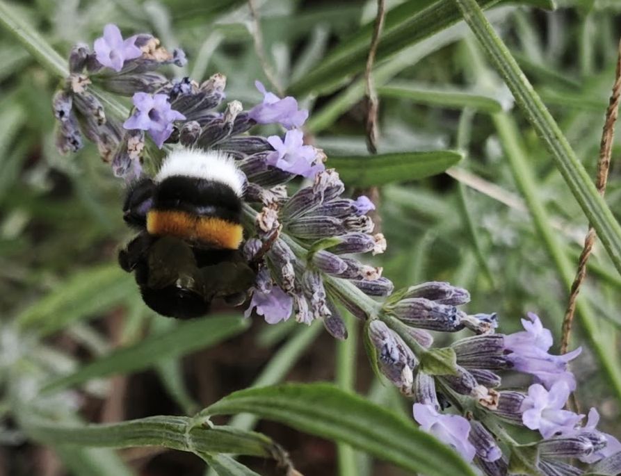 Erdhummel.jpg
