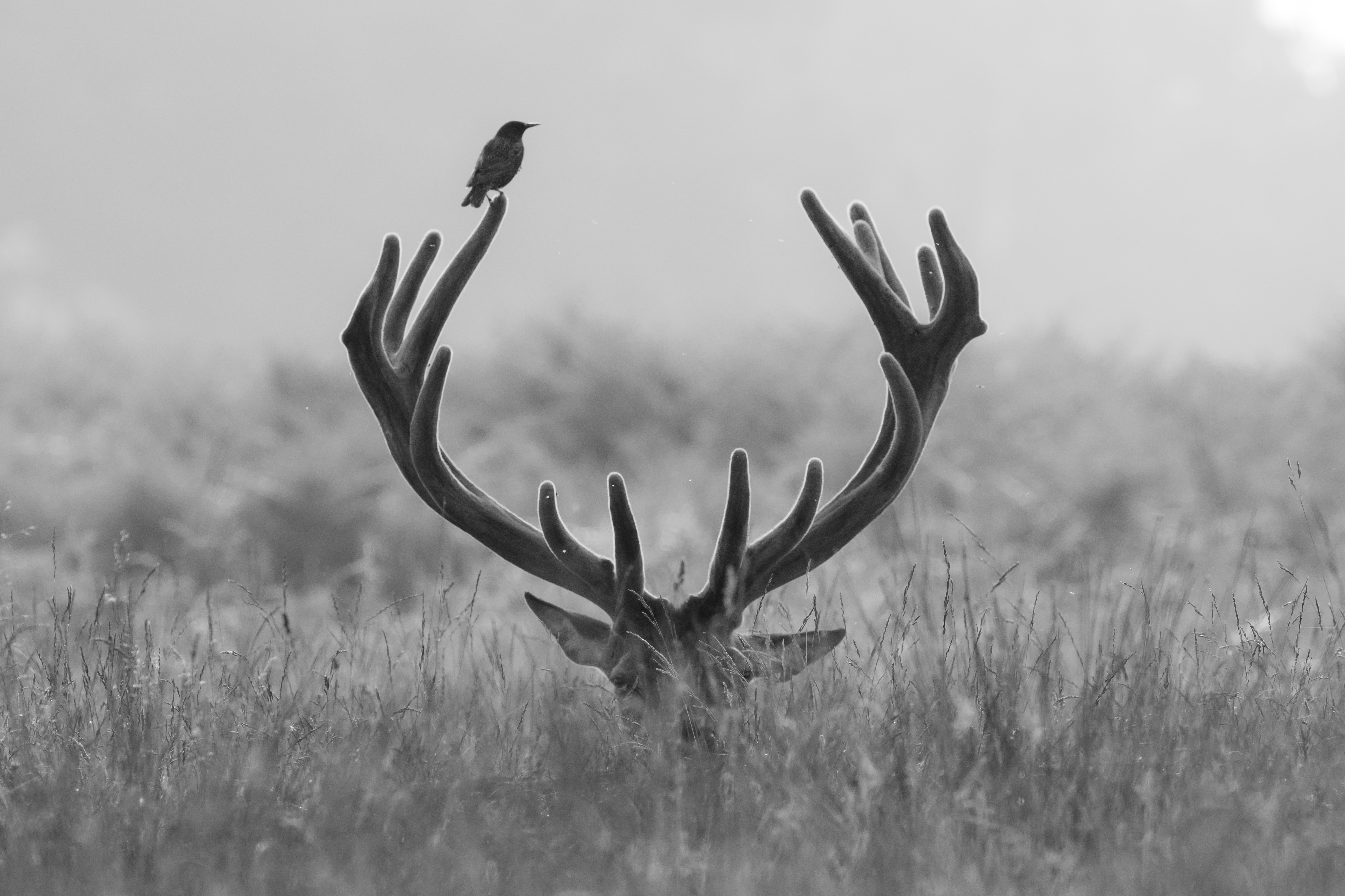 Fotos auf. Deer aesthetic. Deer Art. Ice Heart Deer. Elk Art.