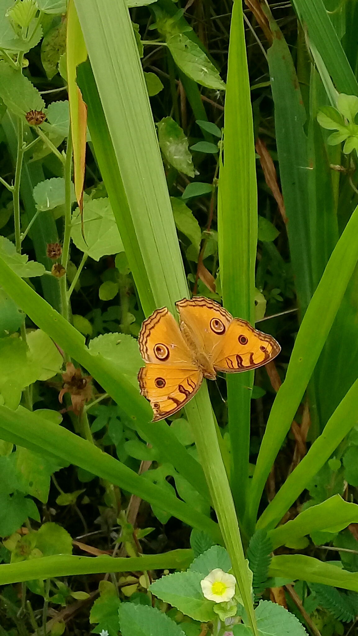20180623_114755.jpg