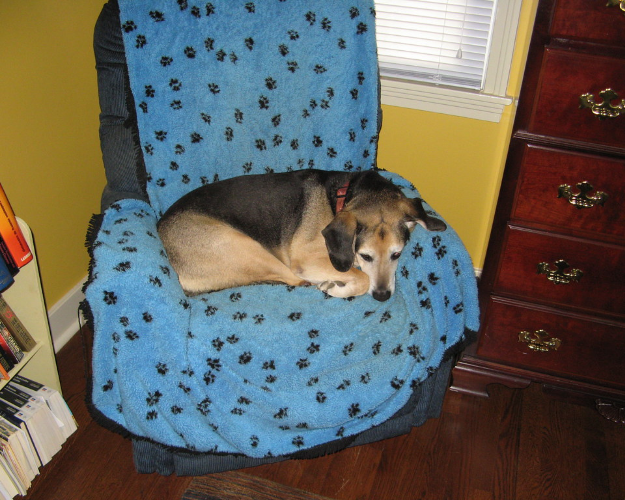 dog feeling (3).png