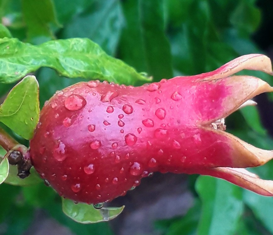 Rain drops photography _20260520_124800_0000~2.png