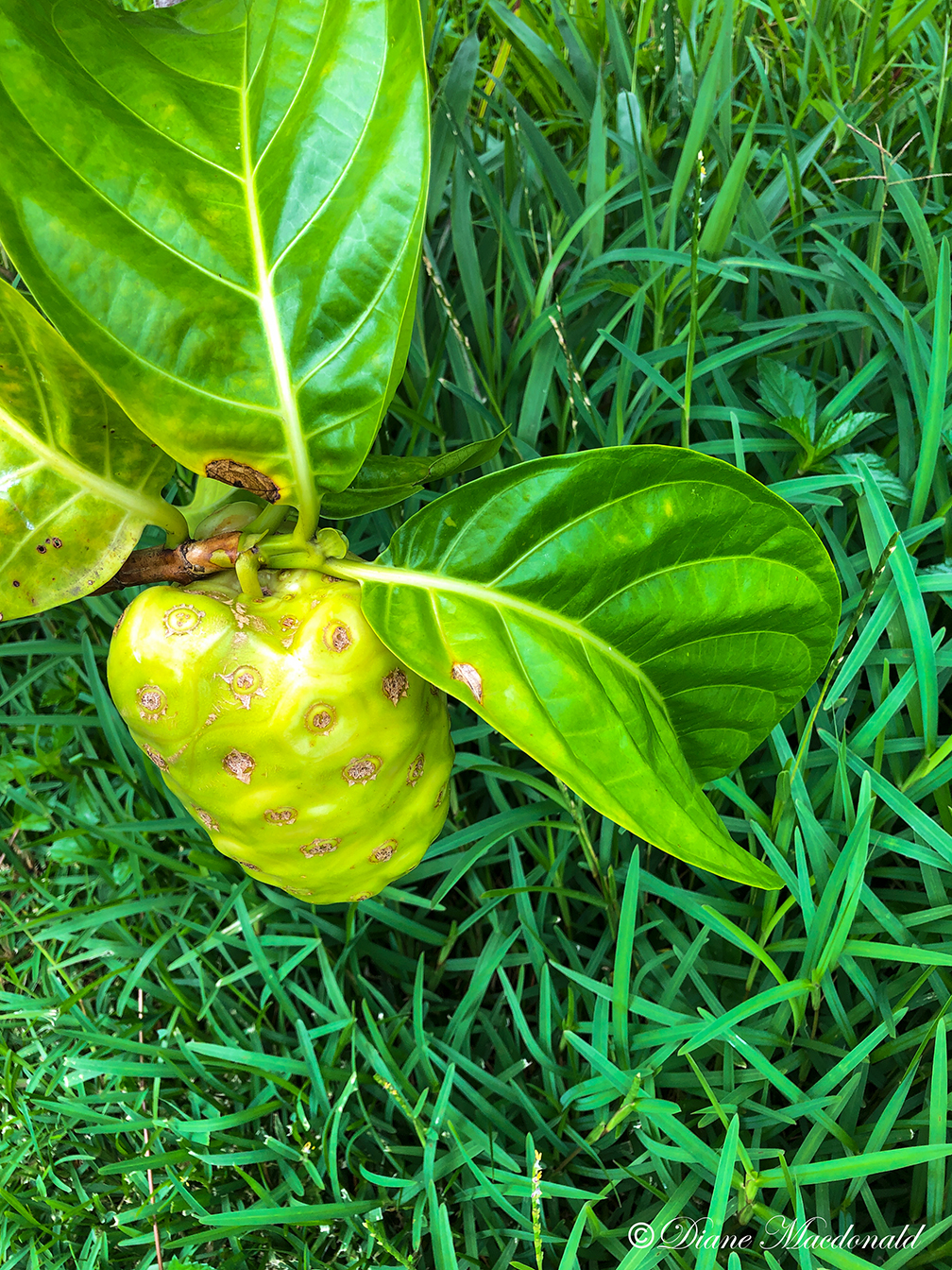 breadfruit.jpg