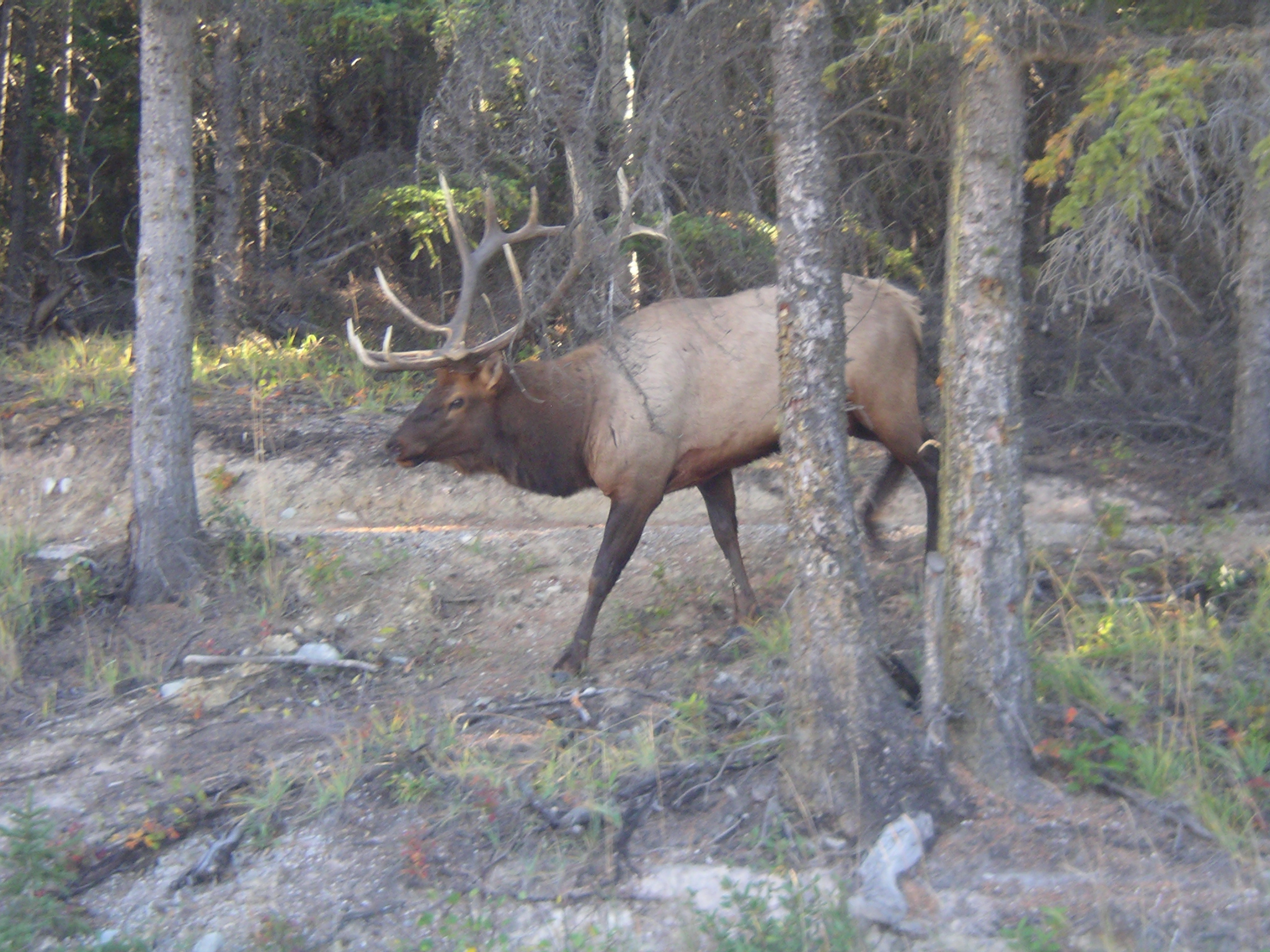 Jasper sep 2011 111.JPG