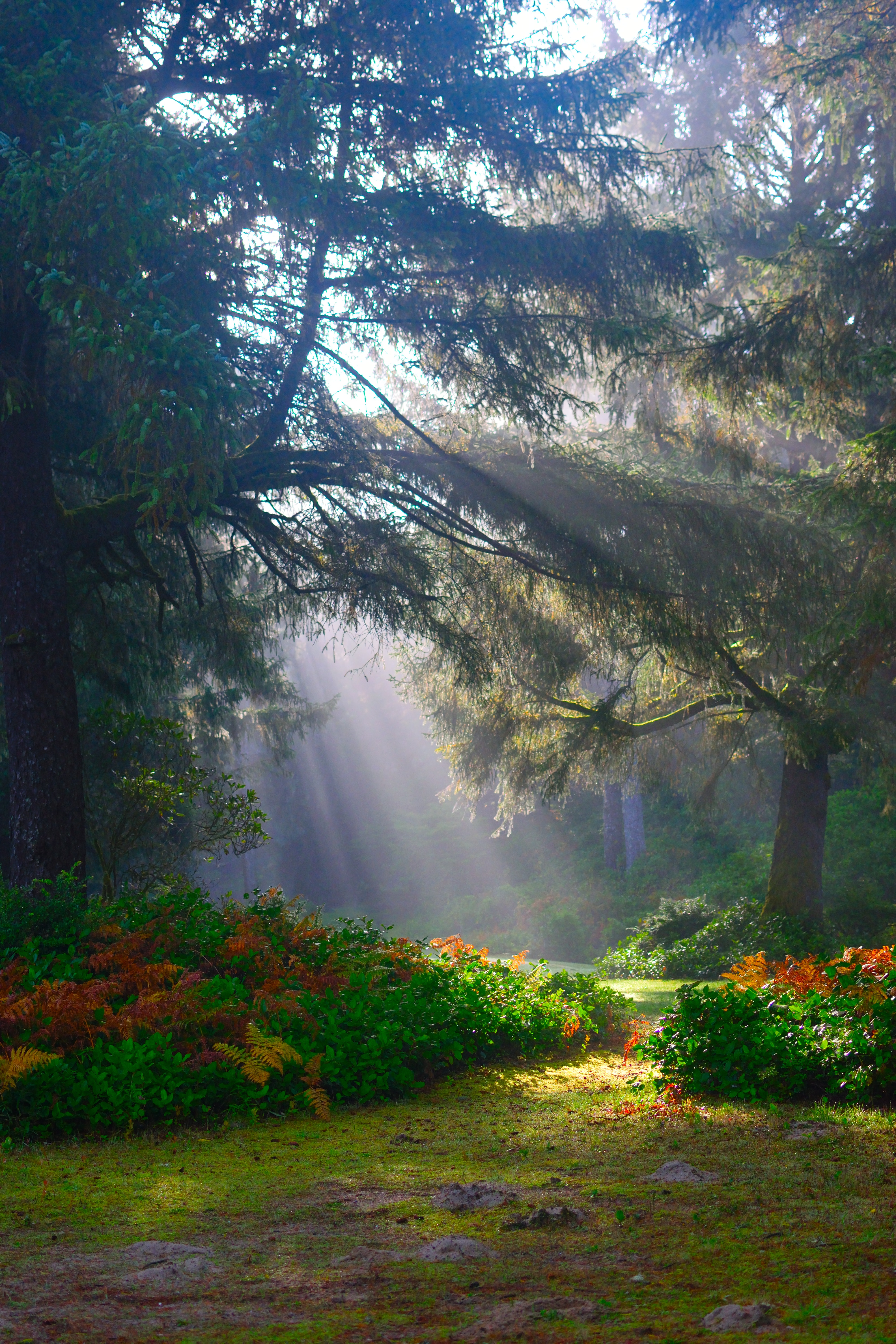 sunlight-beaming-on-green-trees-1477430.jpg
