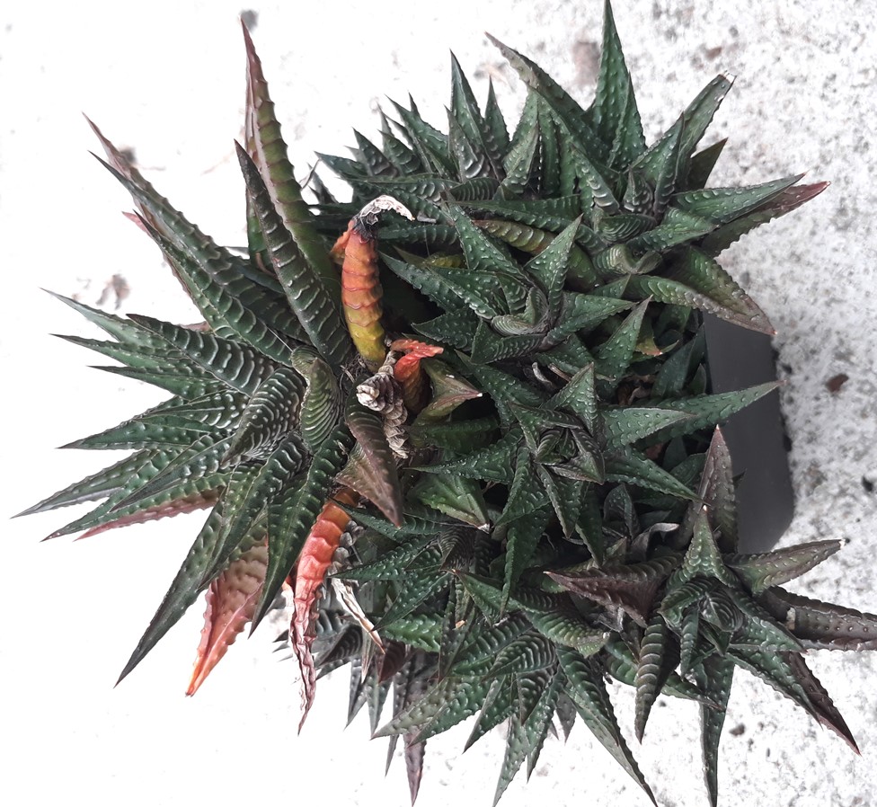 h limlifolia6.jpg