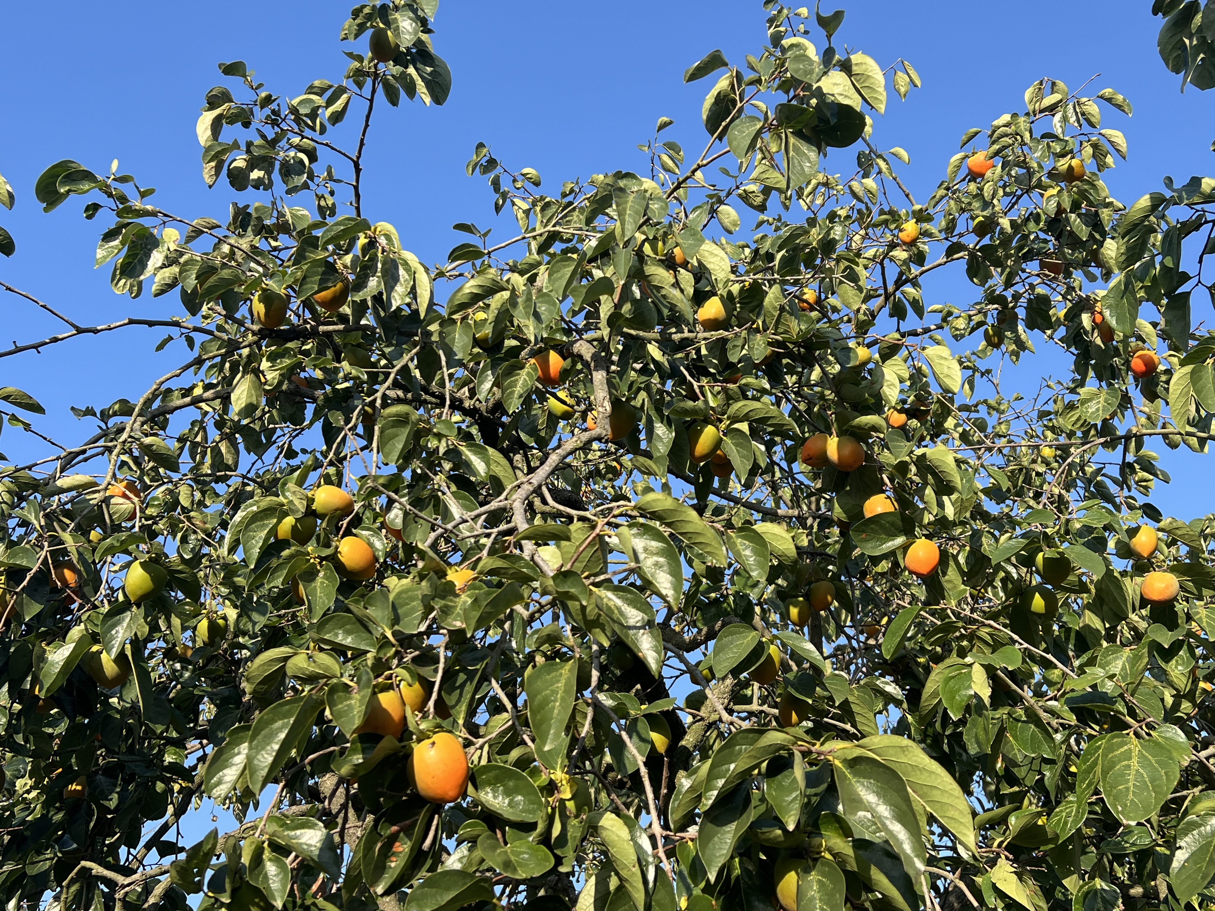 IMG_5399.jpeg