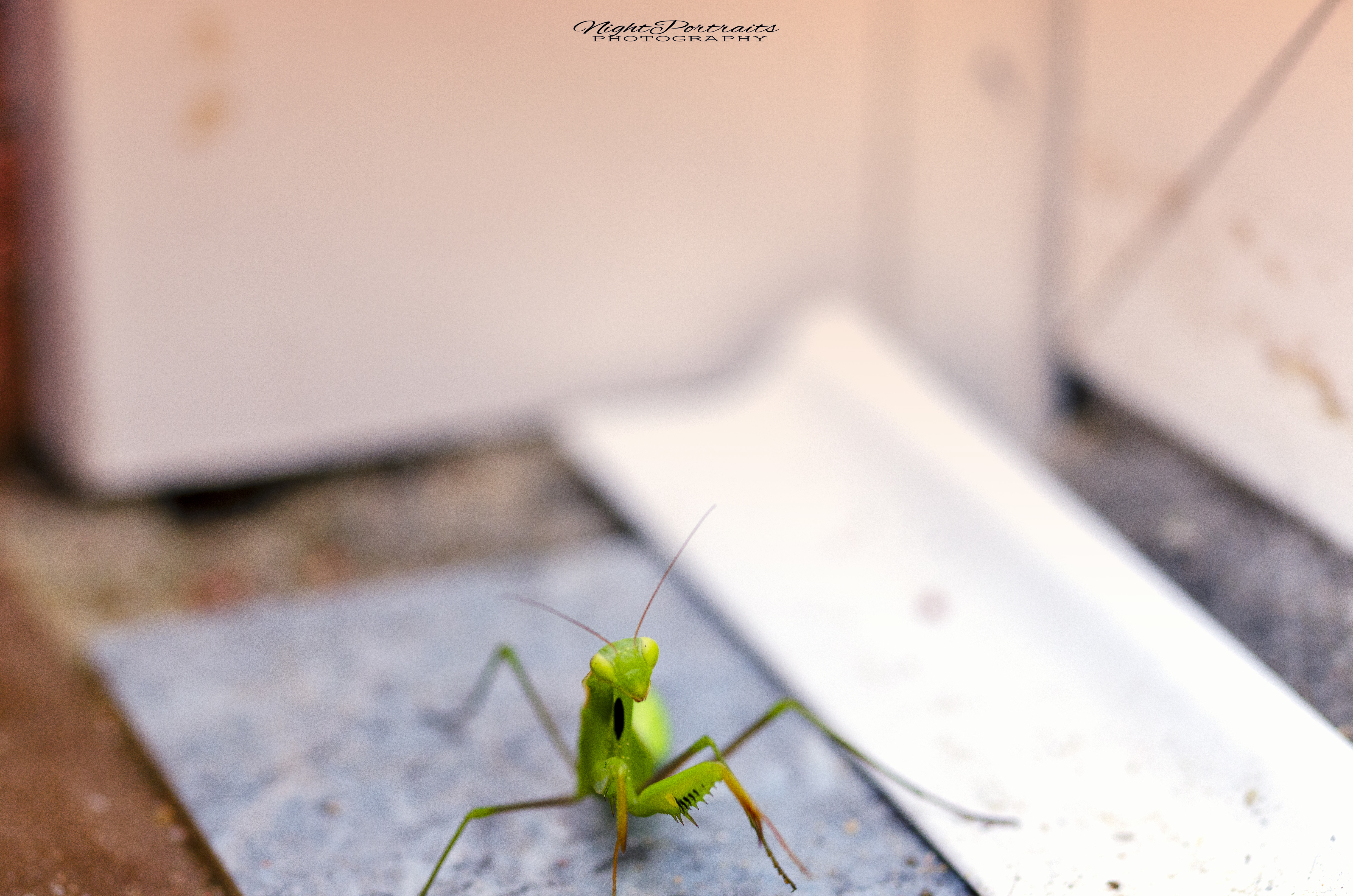 DSC_5094.jpg