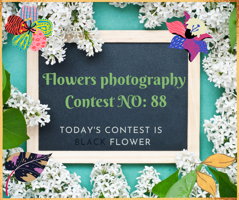 Flowers photography Contest (6).png
