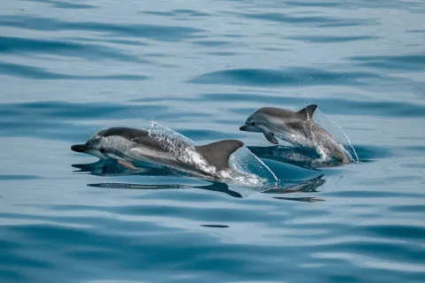 Delphin-watching Sotogrande.webp