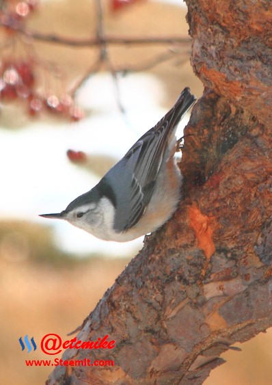 White-breasted Nuthatch PFW14.jpg