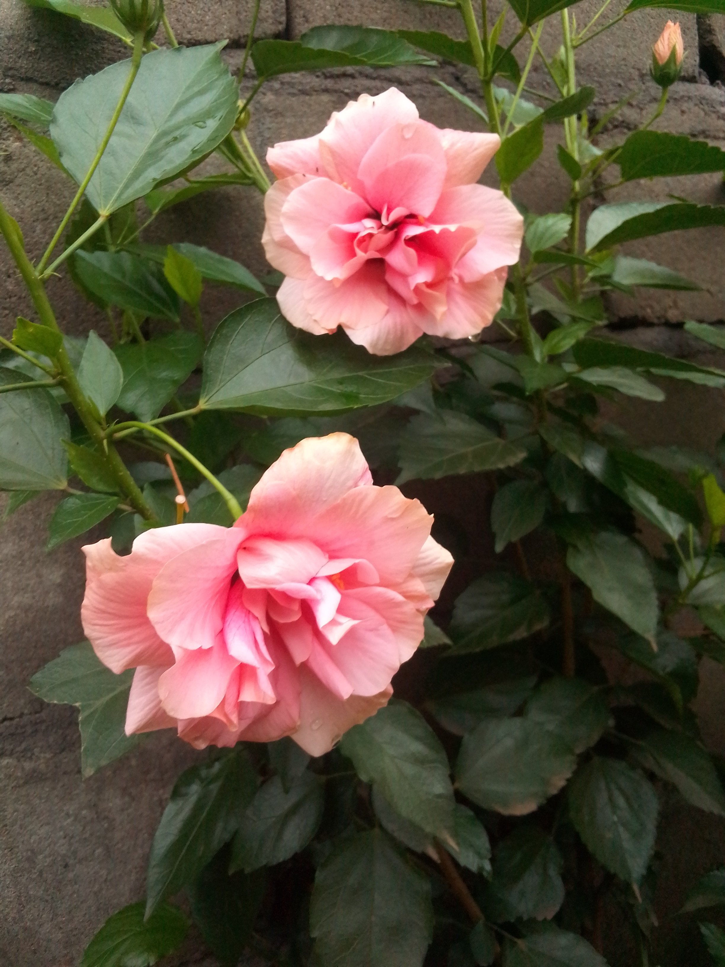 IMG_20220424_070319.jpg