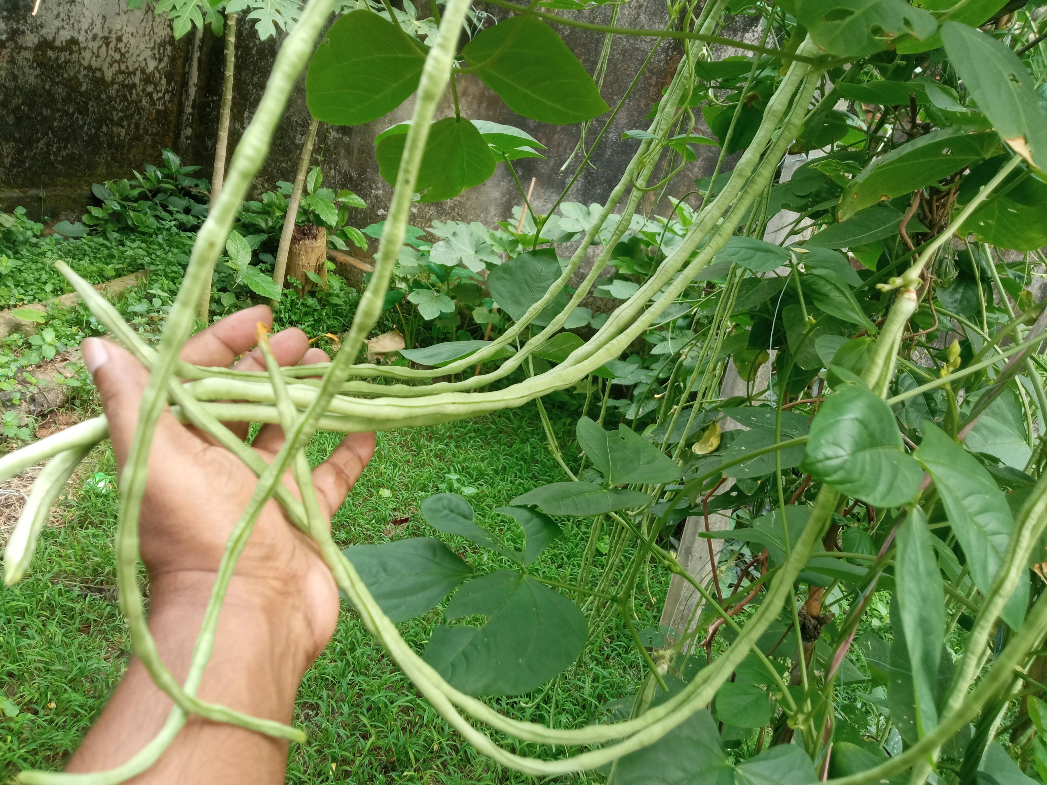 বরবটি.jpg