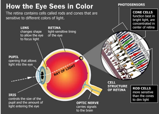 See colours. Eyes Rod Cell Cone Cell. The structure of the Rod and Cone Cells. See.Color. Cone in Cone структура.