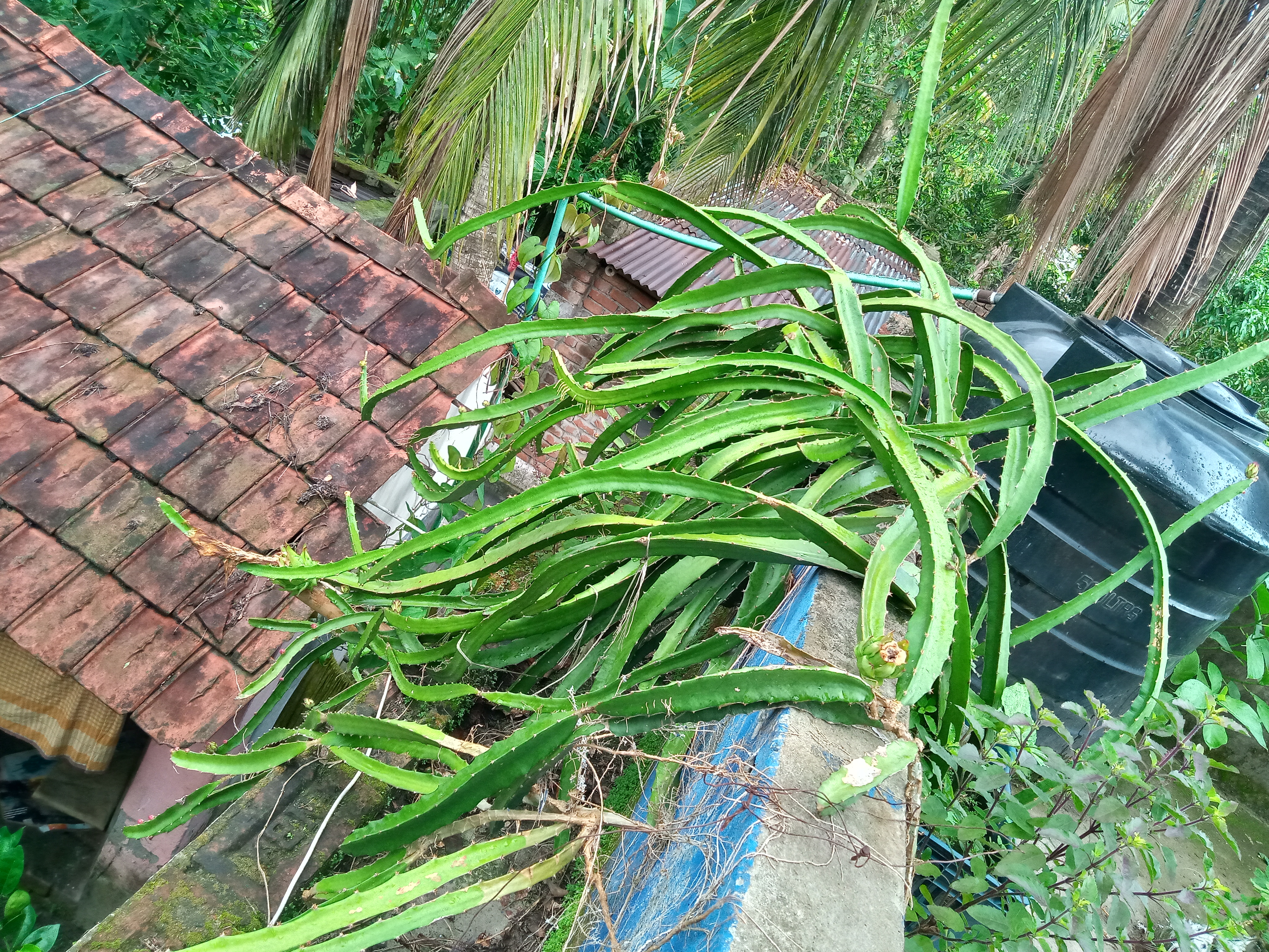 IMG20240628065655.jpg