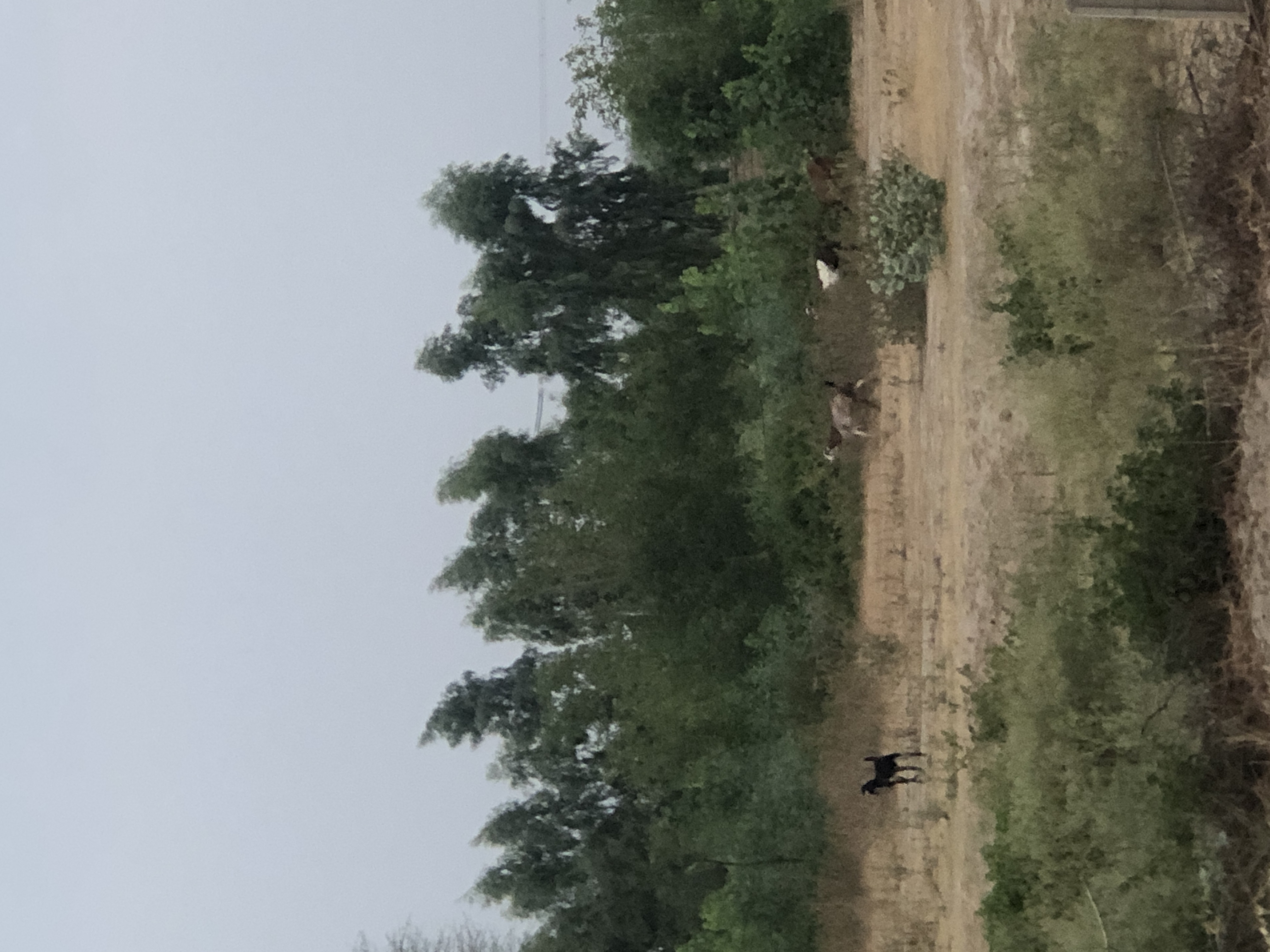 IMG_9373.jpeg