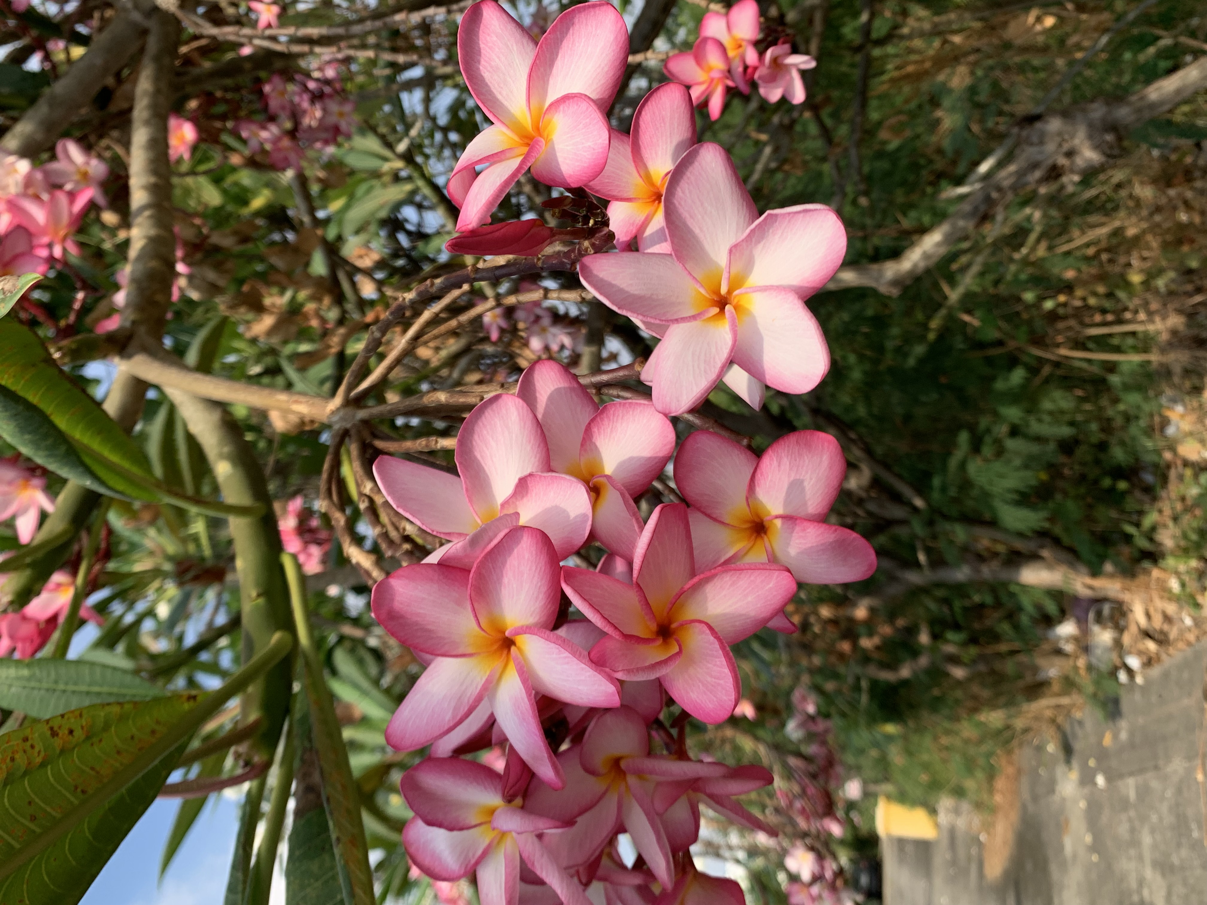 Beautiful flowers9.jpg