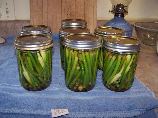 Garlic Scape Pickles - jars filled2 crop June 2018.jpg